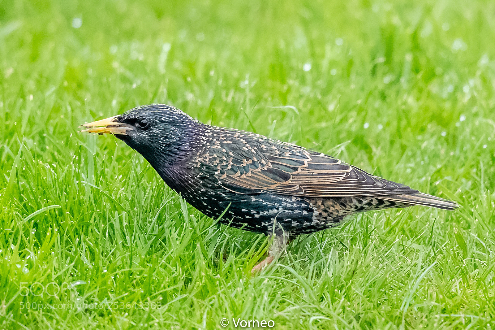 Canon EOS-1D X Mark II sample photo. Starling-0024.jpg photography