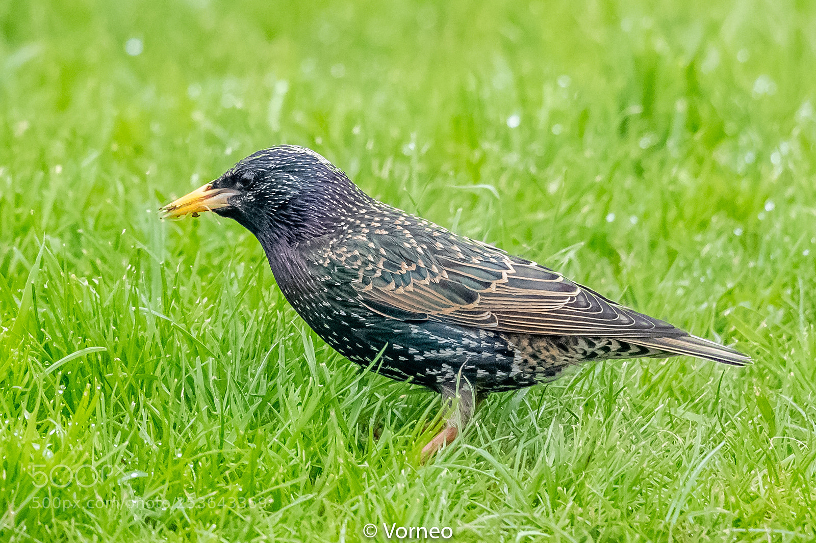 Canon EOS-1D X Mark II sample photo. Starling-0025.jpg photography