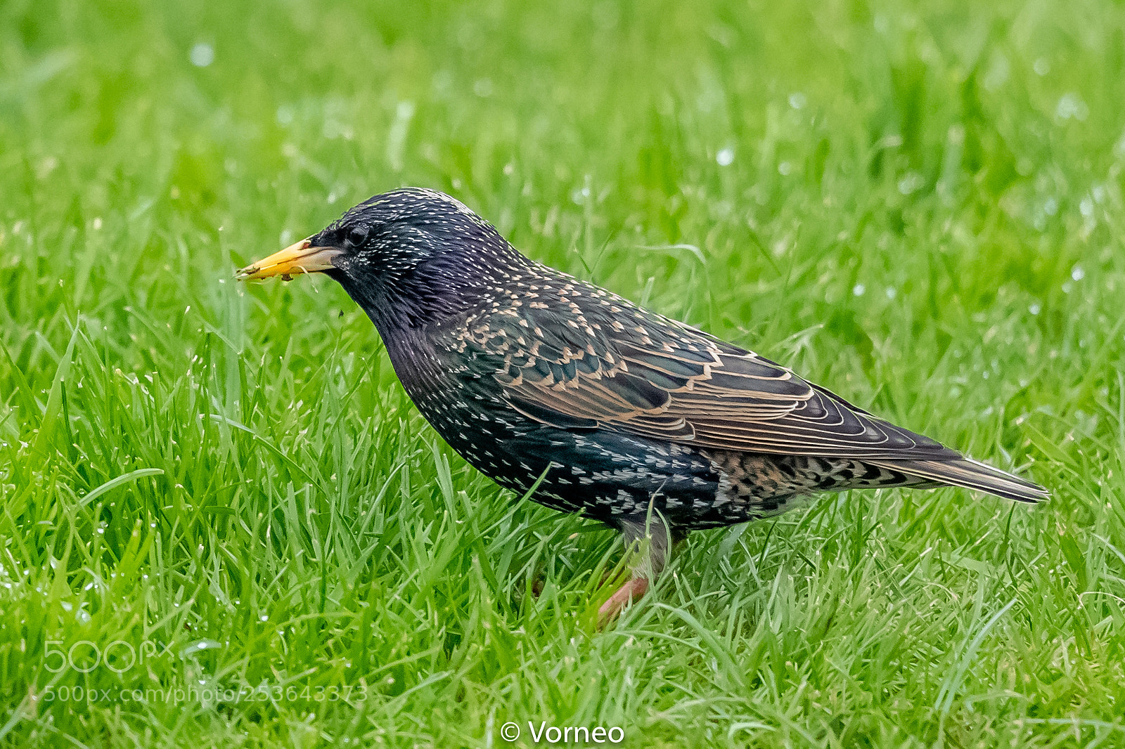 Canon EOS-1D X Mark II sample photo. Starling-0026.jpg photography