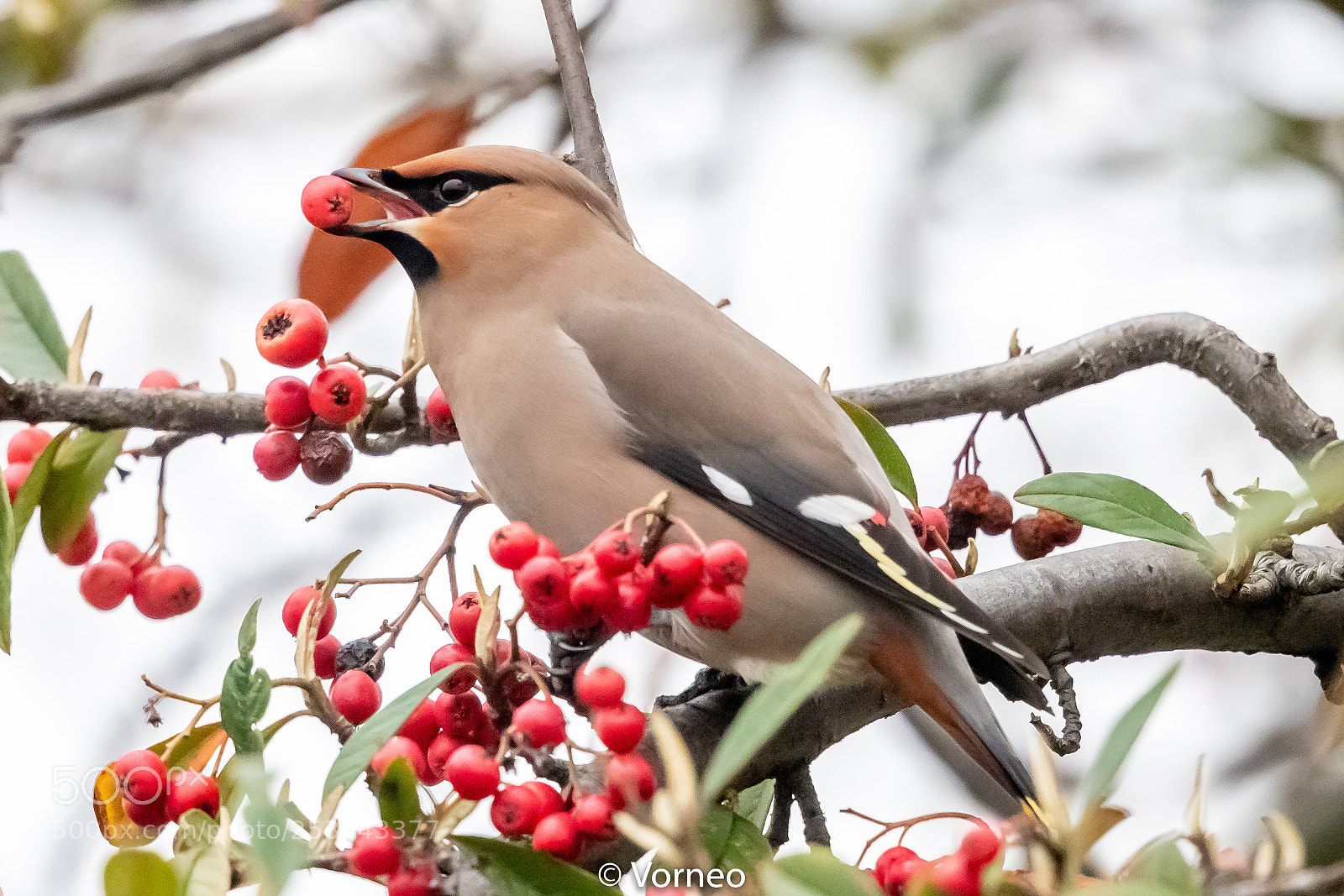 Canon EOS-1D X Mark II sample photo. Waxwing-0084.jpg photography