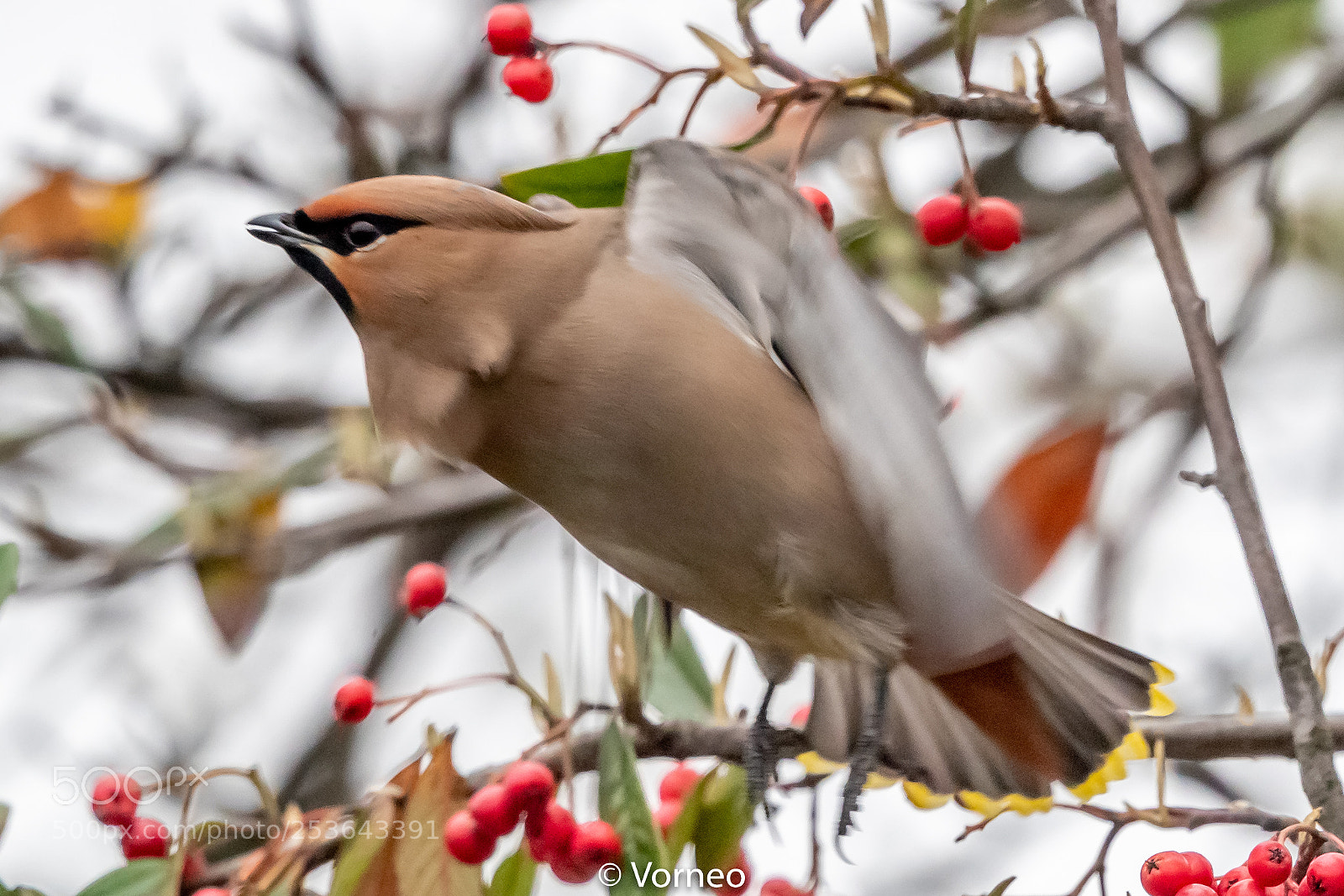 Canon EOS-1D X Mark II sample photo. Waxwing-0086.jpg photography