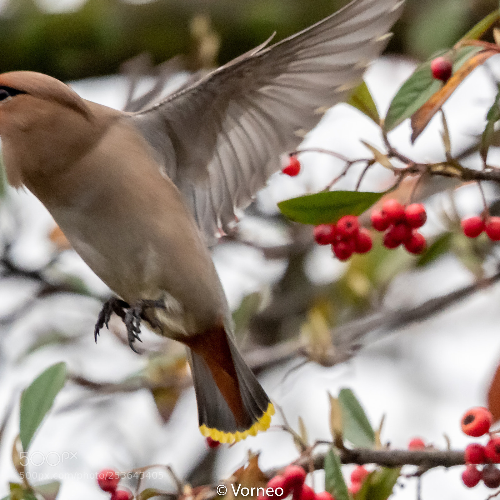 Canon EOS-1D X Mark II sample photo. Waxwing-0087.jpg photography