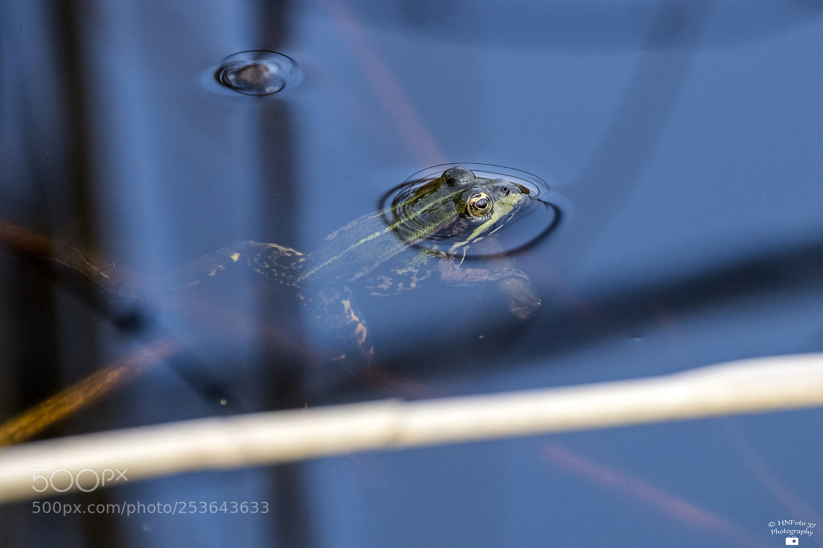 Canon EOS 80D sample photo. Teichfrosch photography