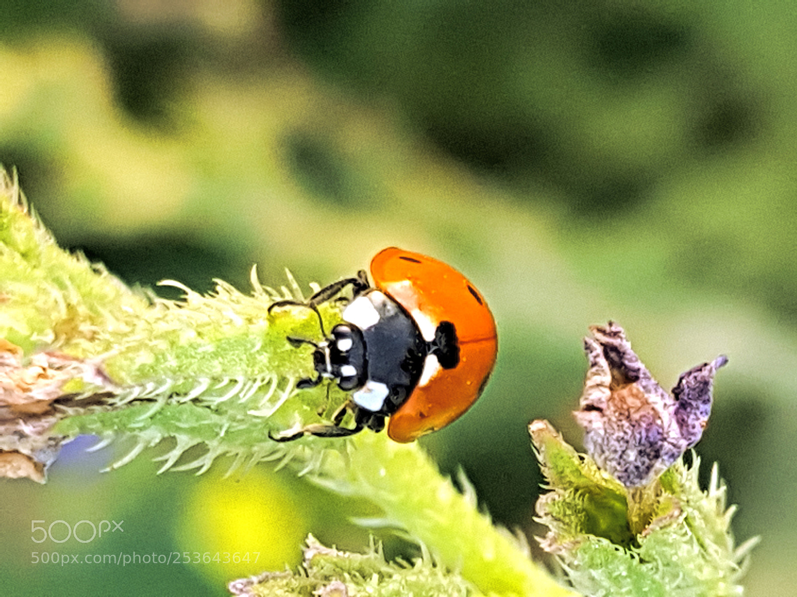 Samsung Galaxy S8+ sample photo. Untitled photography