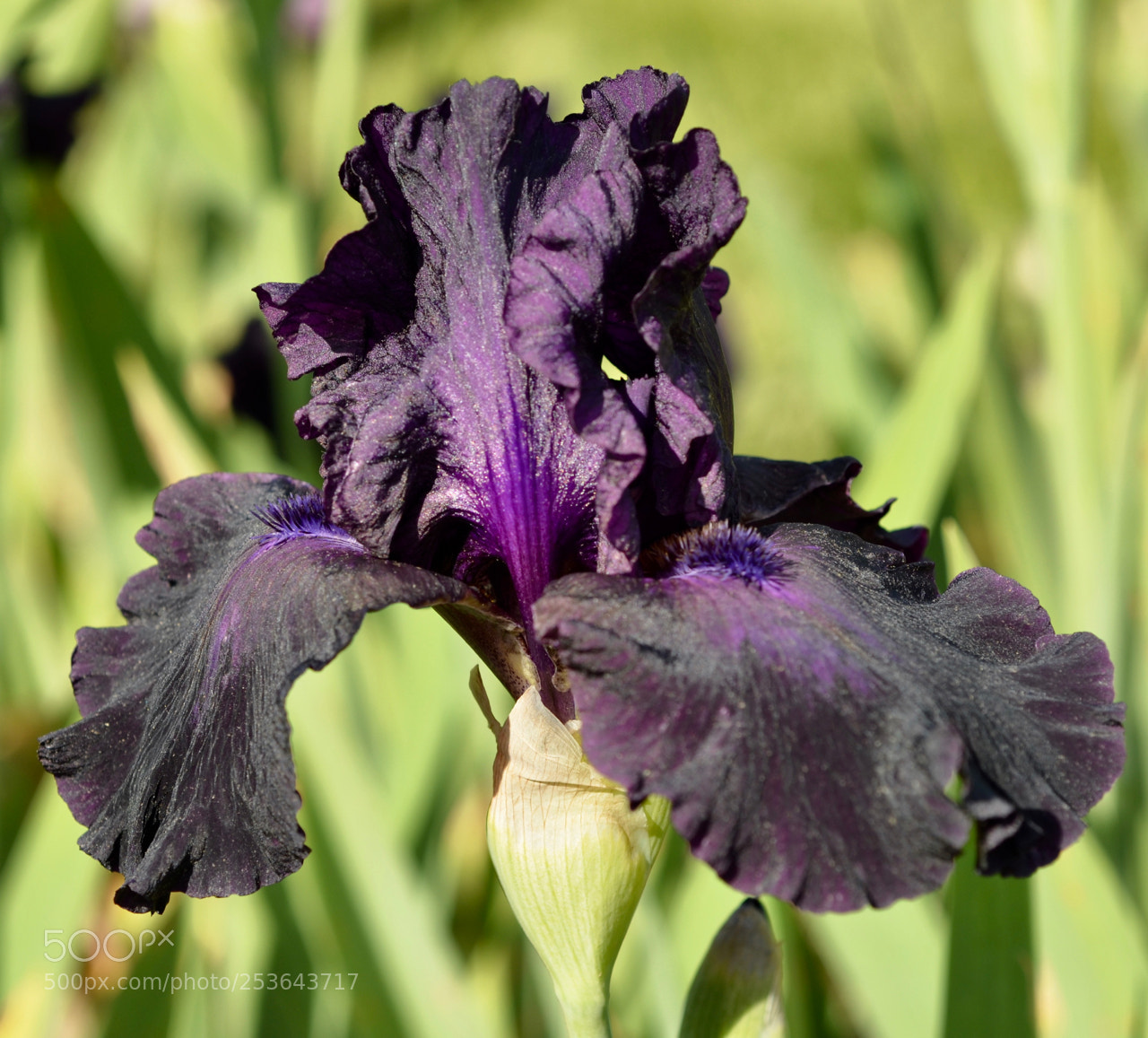 Nikon D7000 sample photo. Soon photography