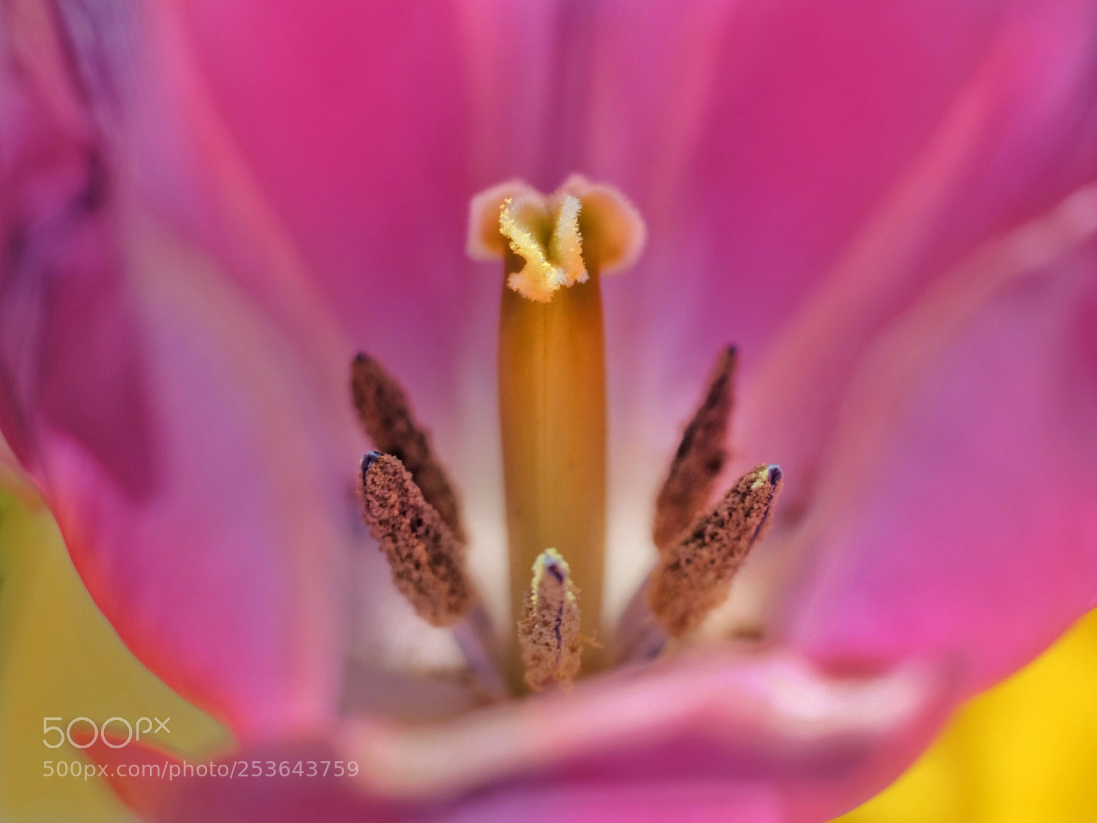 Fujifilm X-T20 sample photo. Tulip, a life control photography