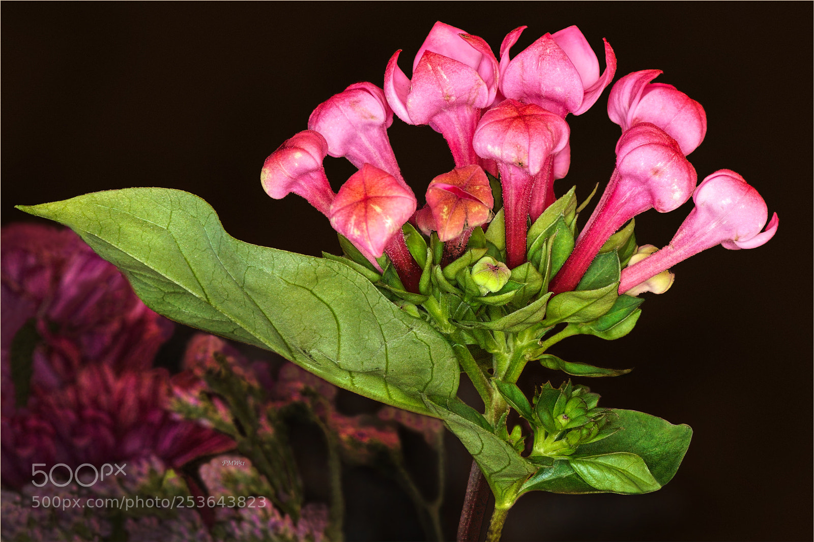 Sony ILCA-77M2 sample photo. Bouquet detail (week 15) photography