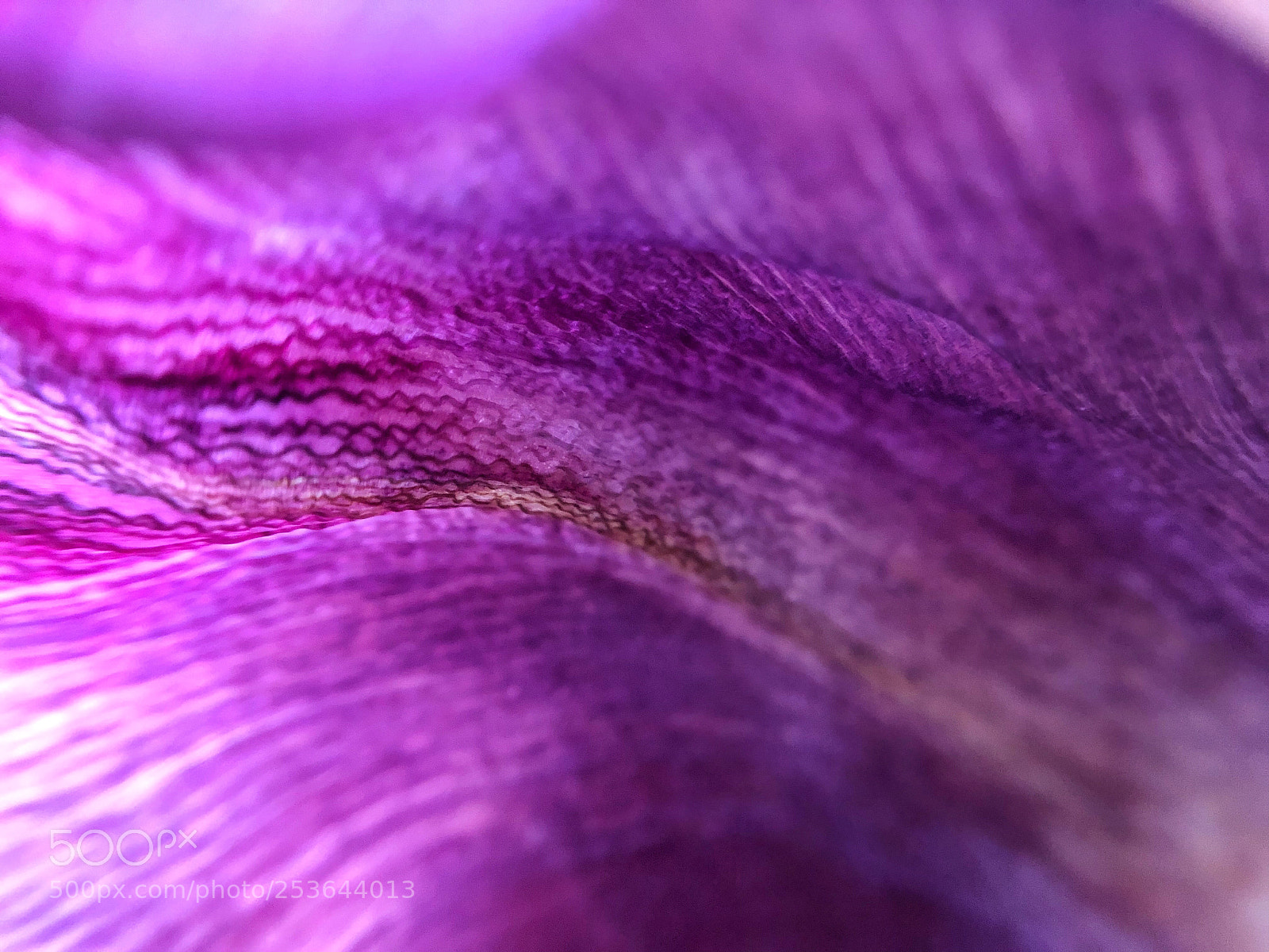 Apple iPhone 8 sample photo. Macro tulip photography