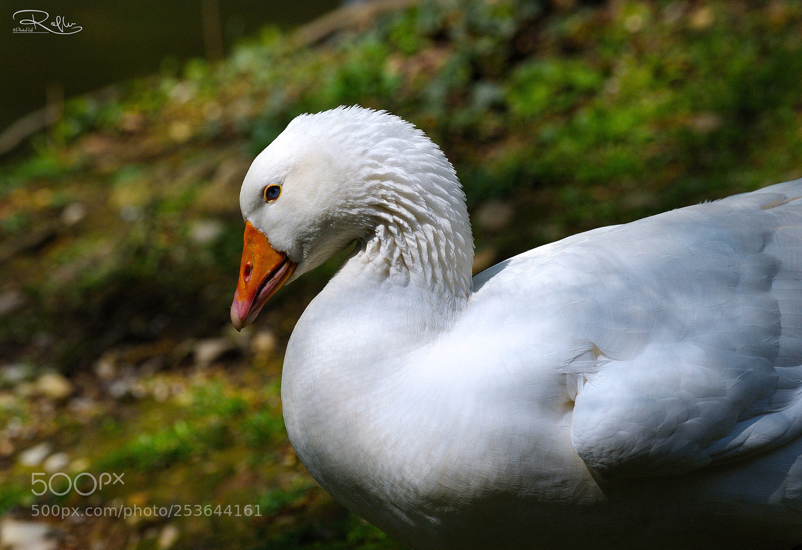 Nikon D3 sample photo. Giardini reali lake photography