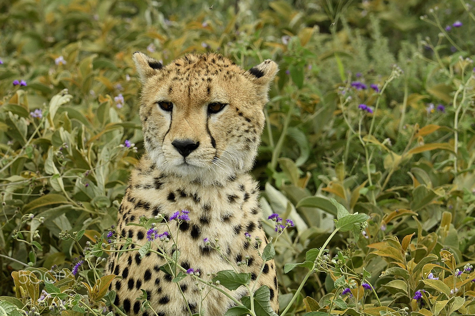 Nikon AF-S Nikkor 70-200mm F4G ED VR sample photo. Cheetah photography