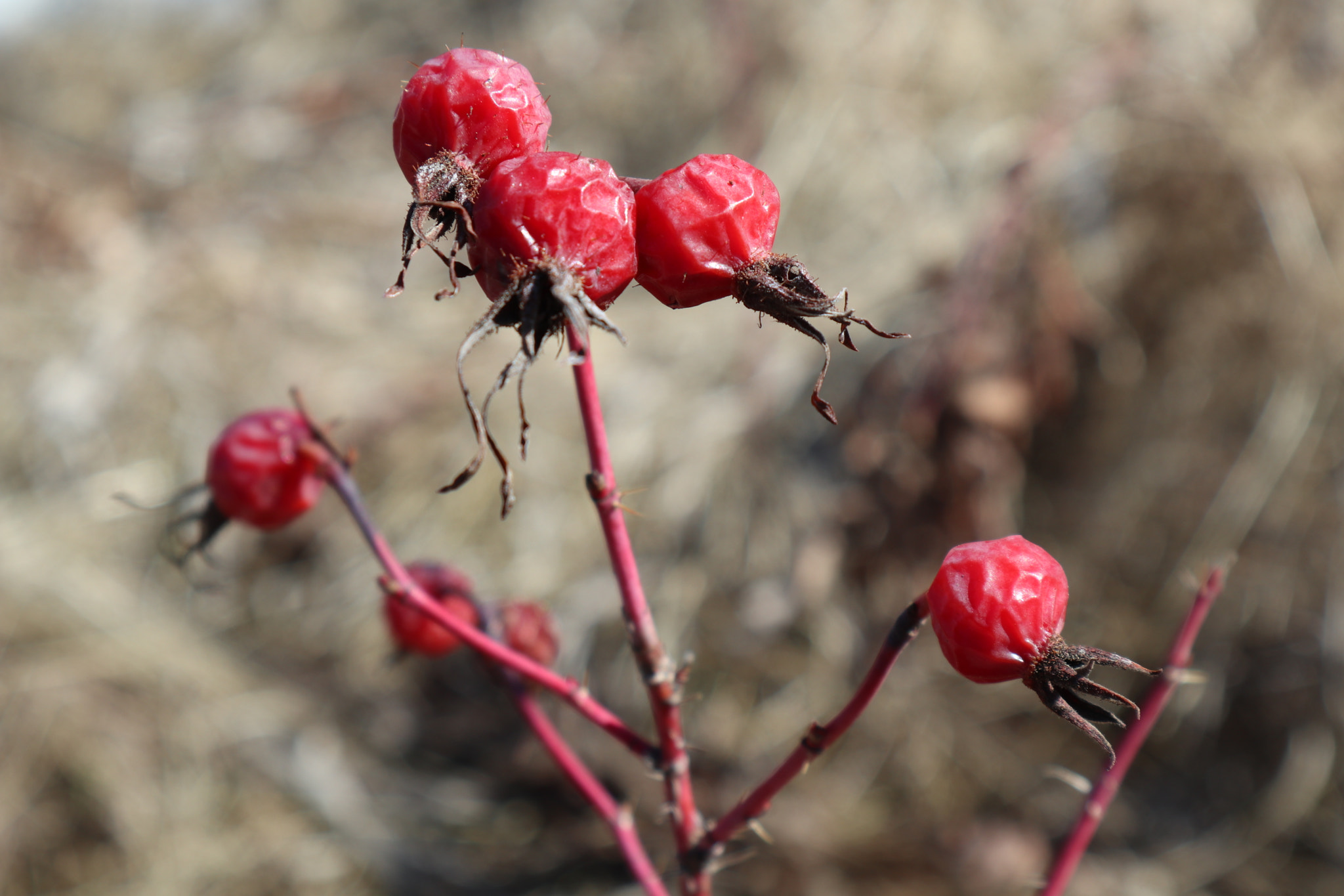 Canon EOS M100 sample photo. Rosehips photography