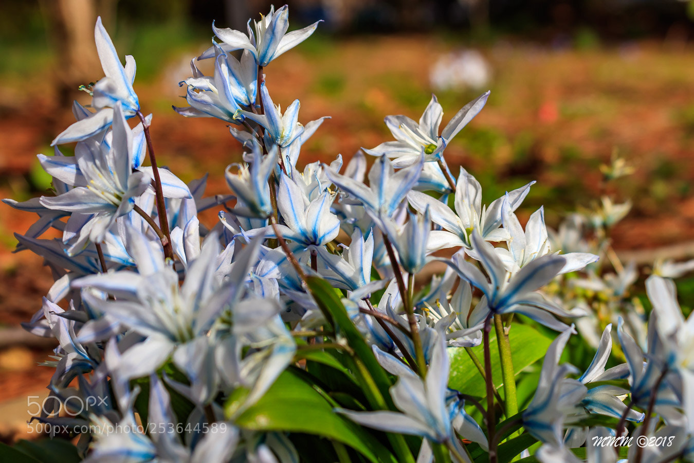 Canon EOS 77D (EOS 9000D / EOS 770D) sample photo. Arboratum photography