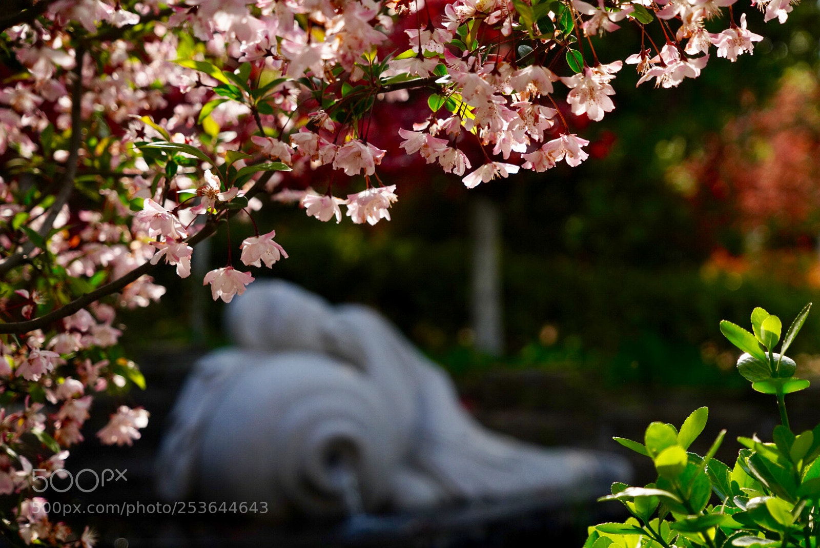 Sony a7R III sample photo. 醉卧 photography