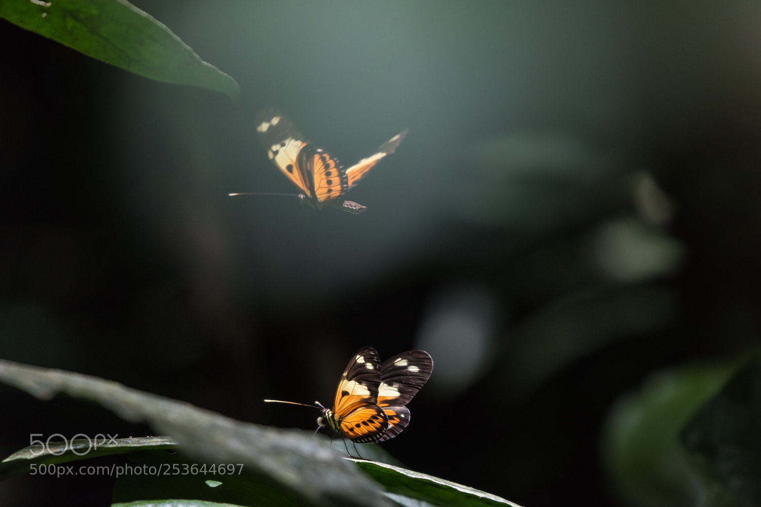 Nikon D810 sample photo. Butterfly photography