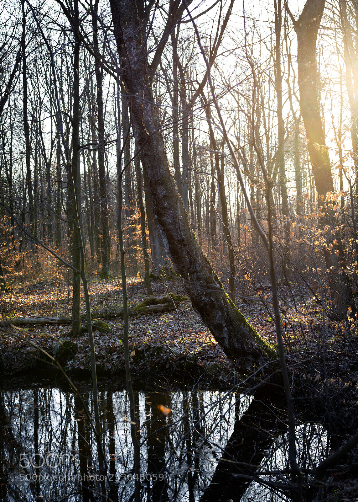 Canon EOS 60D sample photo. Rezerwat wiączyn #7 photography