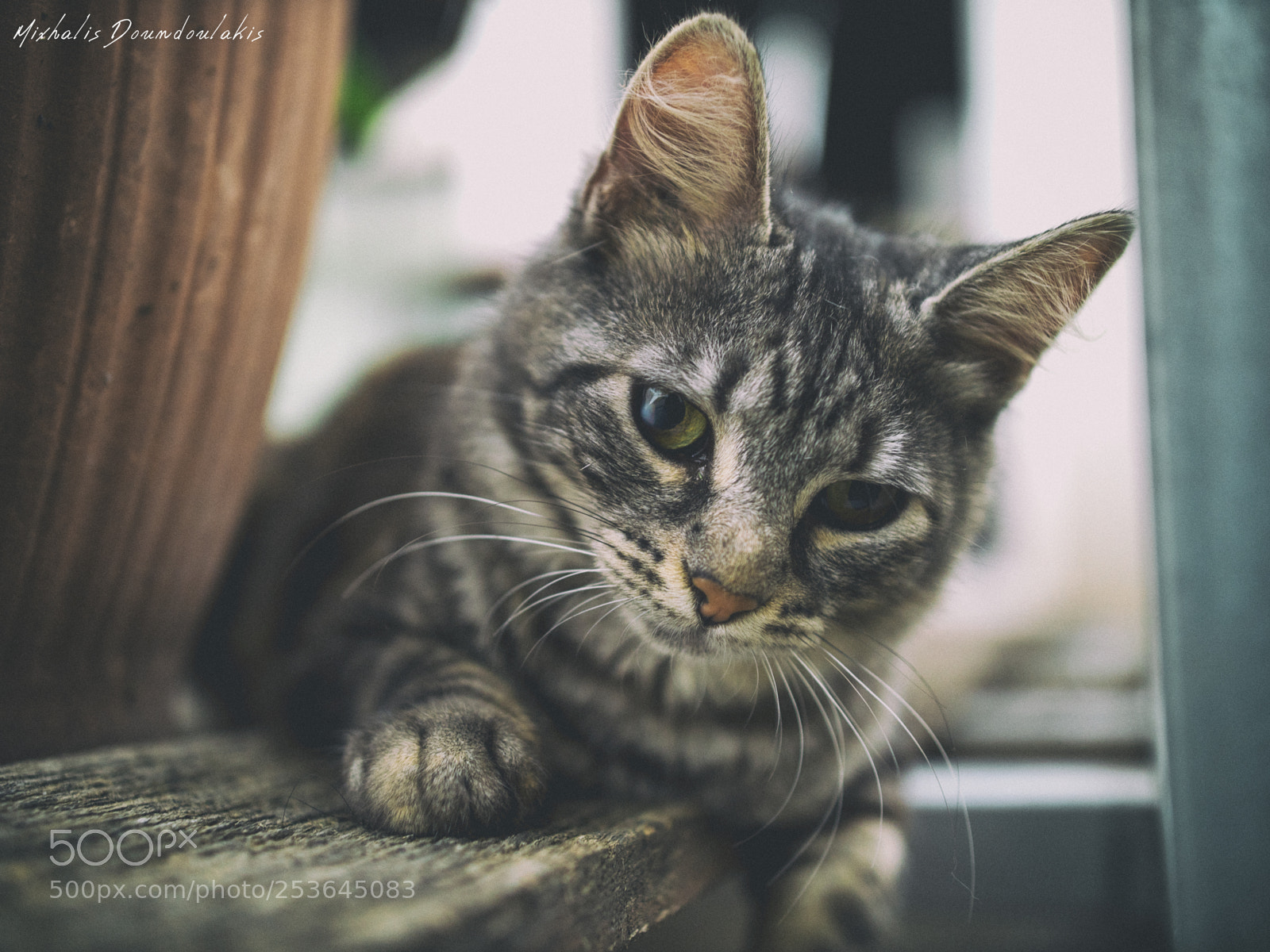 Panasonic Lumix DC-GH5 sample photo. Meow photography