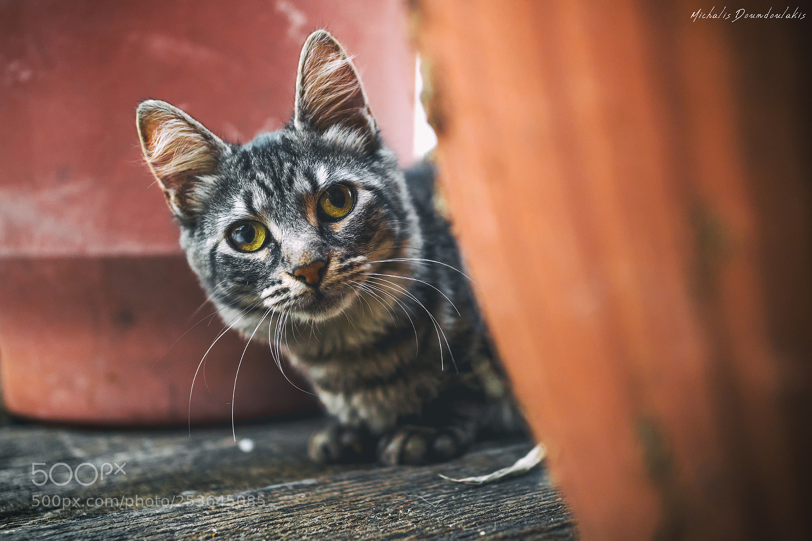 Panasonic Lumix DC-GH5 sample photo. Meow photography