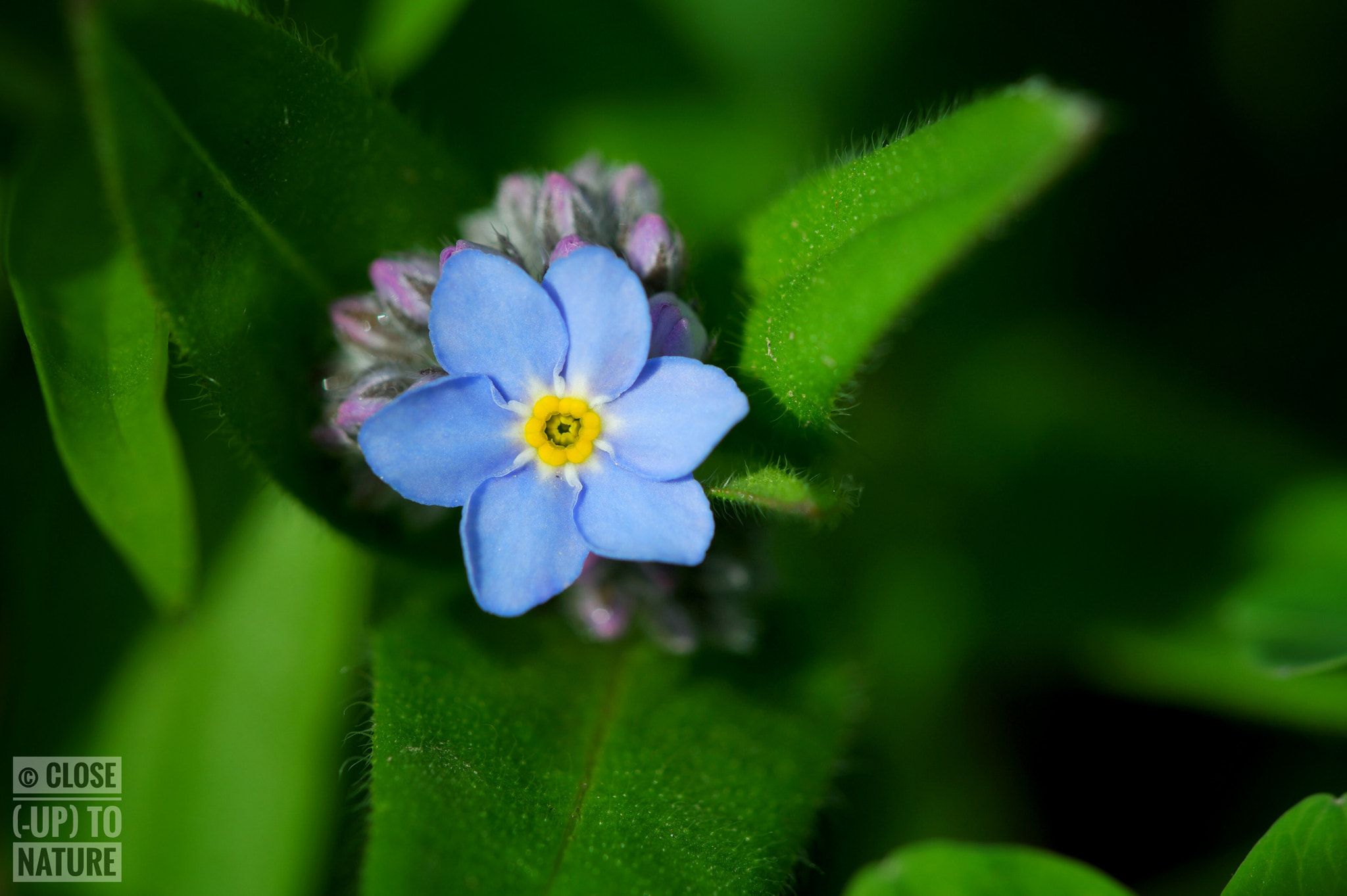 Samsung NX500 sample photo. Myosotis (2) photography