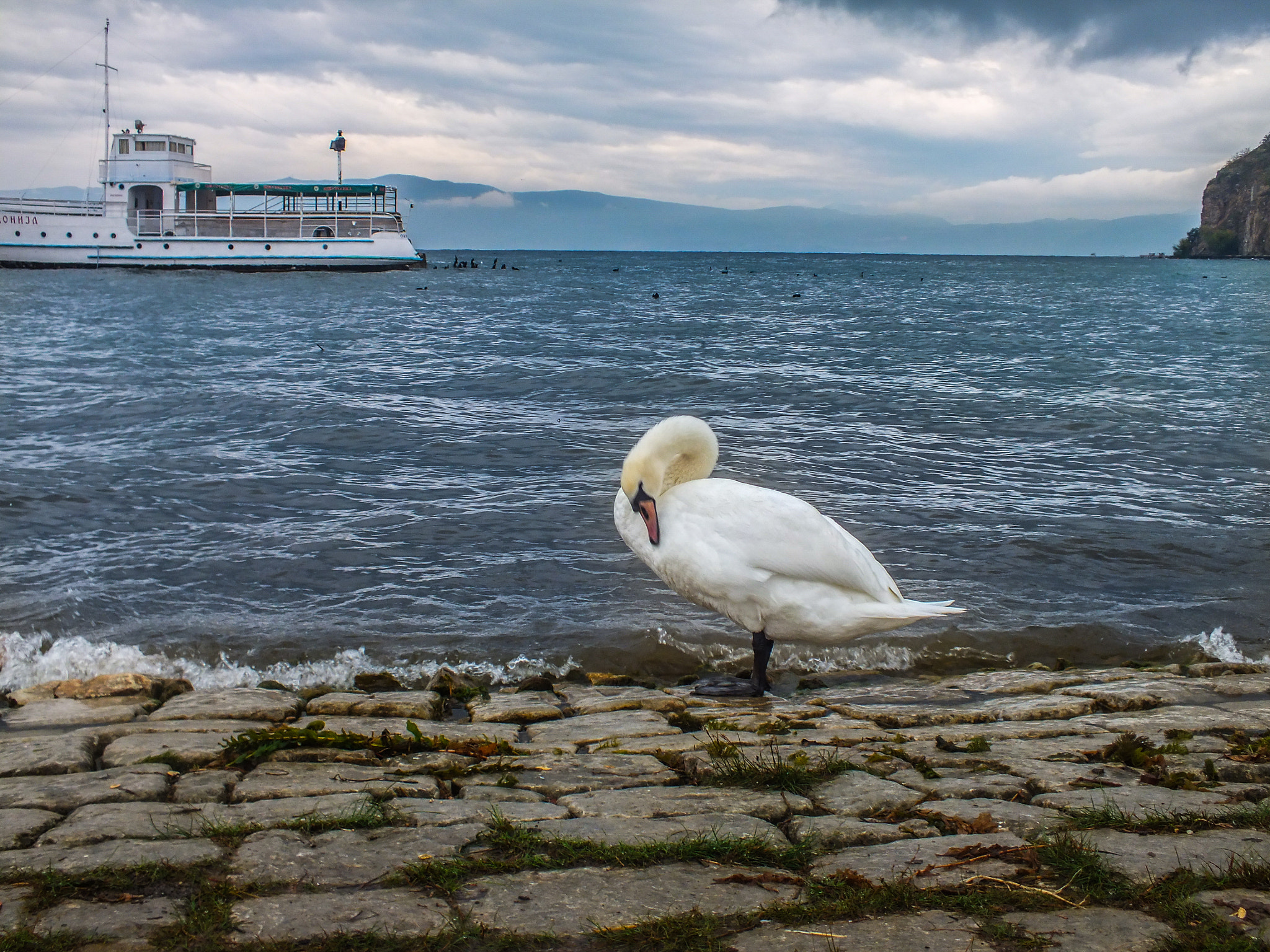FujiFilm FinePix HS20 EXR (FinePix HS22 EXR) sample photo. Small swan posing. photography