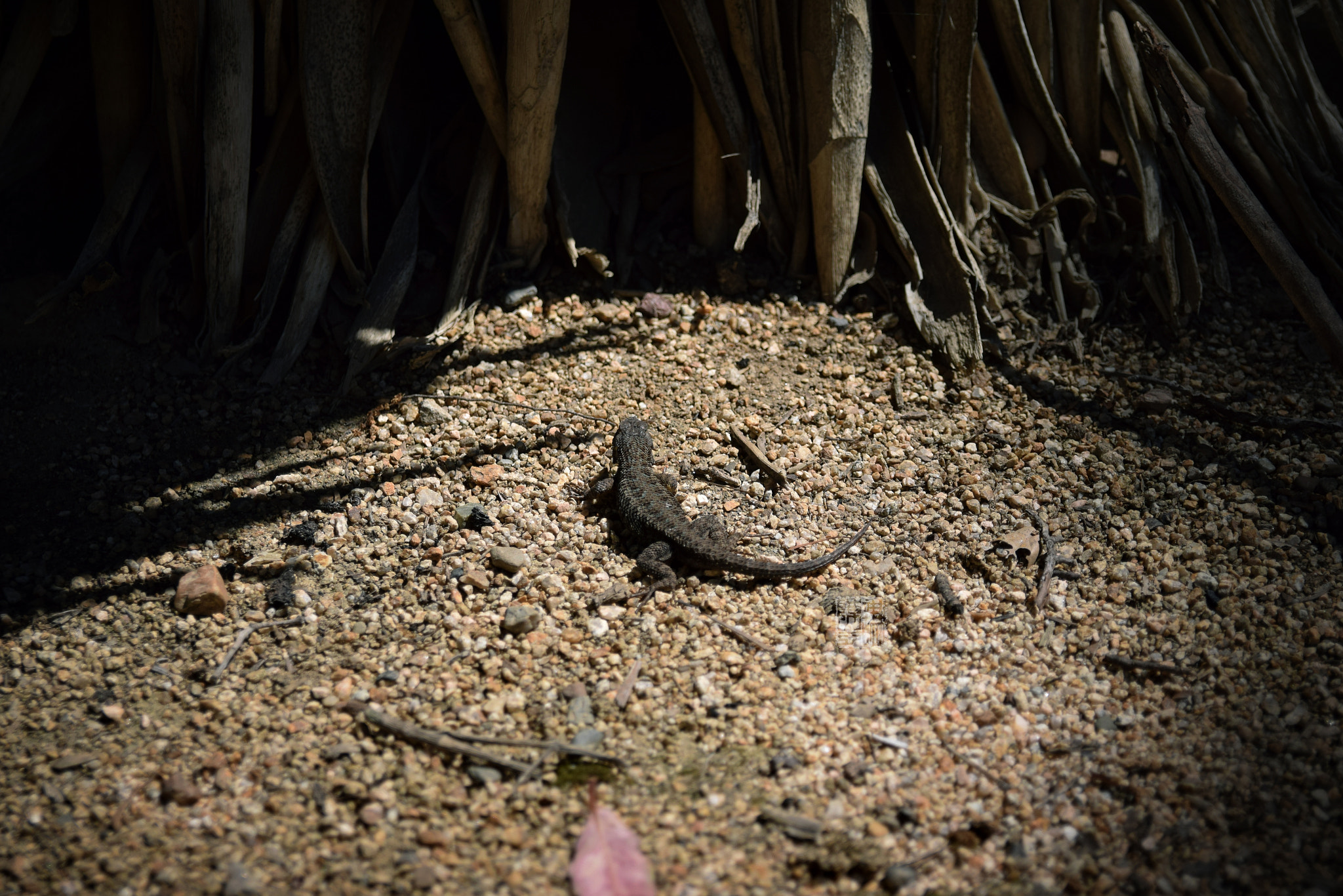 Sigma 17-50mm F2.8 EX DC OS HSM sample photo. Lizard 01 photography