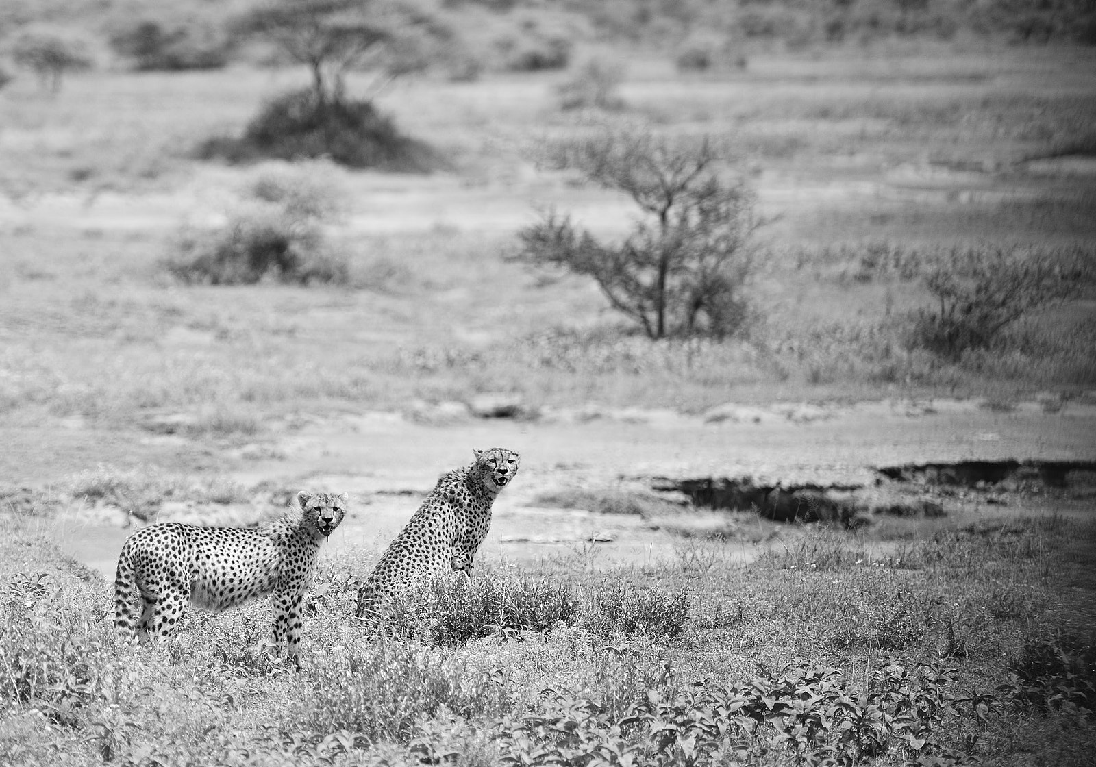 Nikon D4 sample photo. Cheetah photography