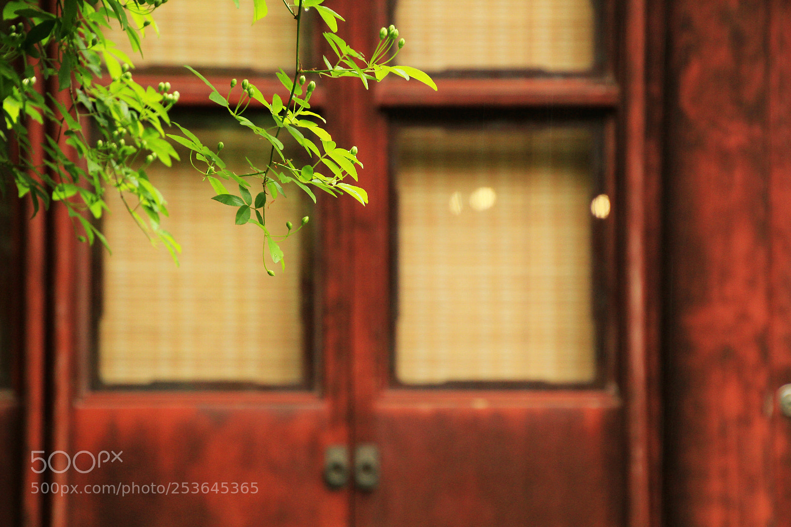 Canon EOS 60D sample photo. 雨中 photography