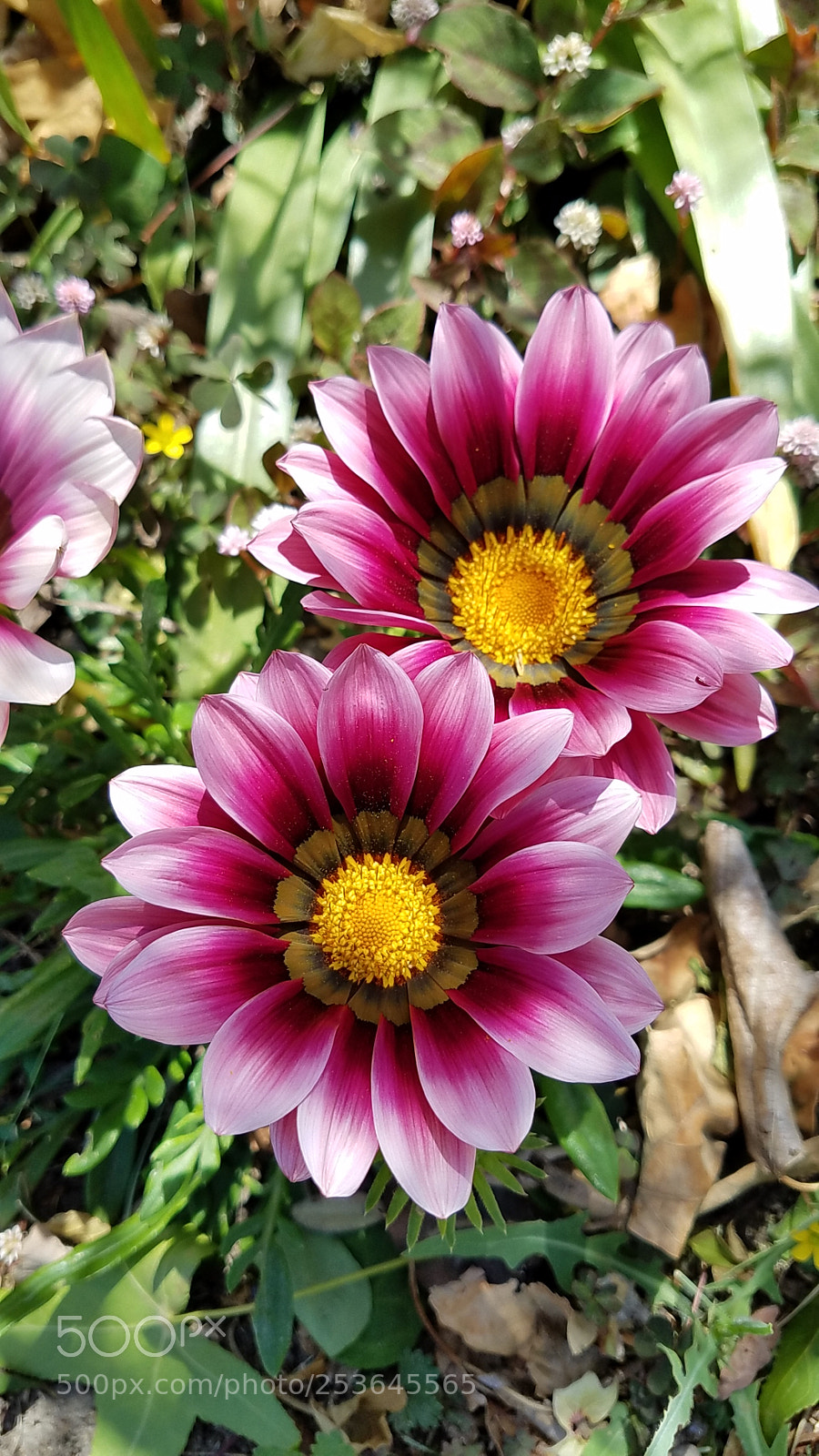 Samsung Galaxy S7 Edge sample photo. Untitled photography