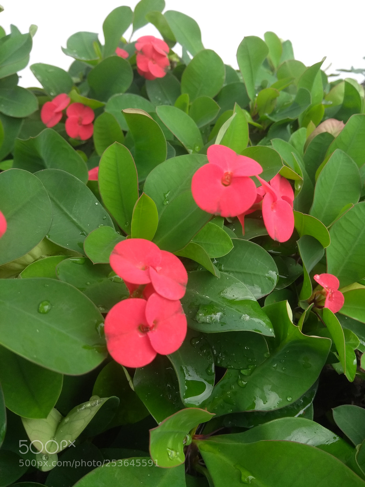 Motorola Moto G (5th Gen) sample photo. Red flowers photography