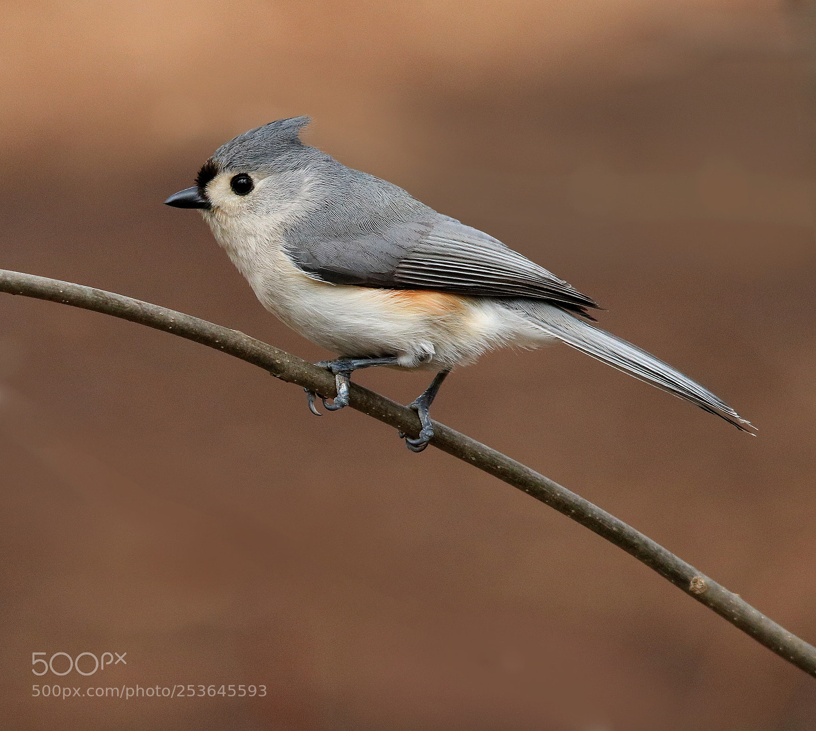 Canon EOS 750D (EOS Rebel T6i / EOS Kiss X8i) sample photo. Tufted titmouse photography