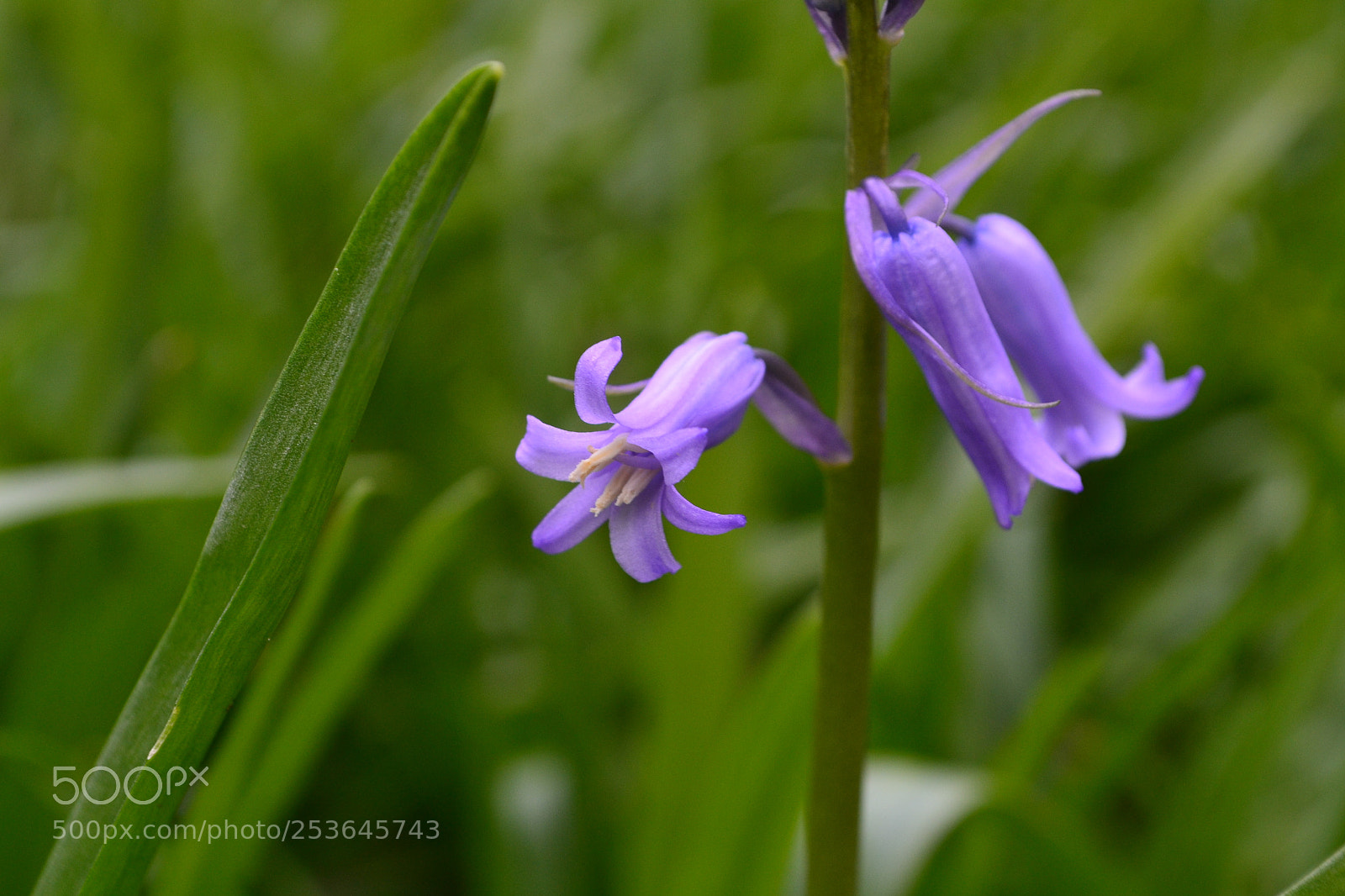 Nikon D3100 sample photo. Hyacinth photography
