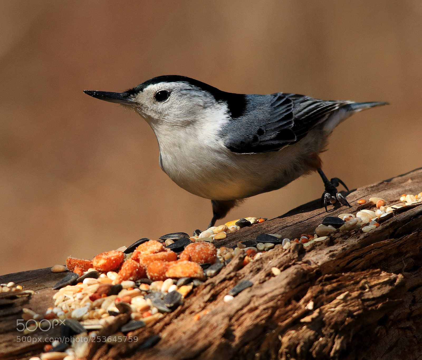 Canon EOS 750D (EOS Rebel T6i / EOS Kiss X8i) sample photo. White breasted nuthatch photography