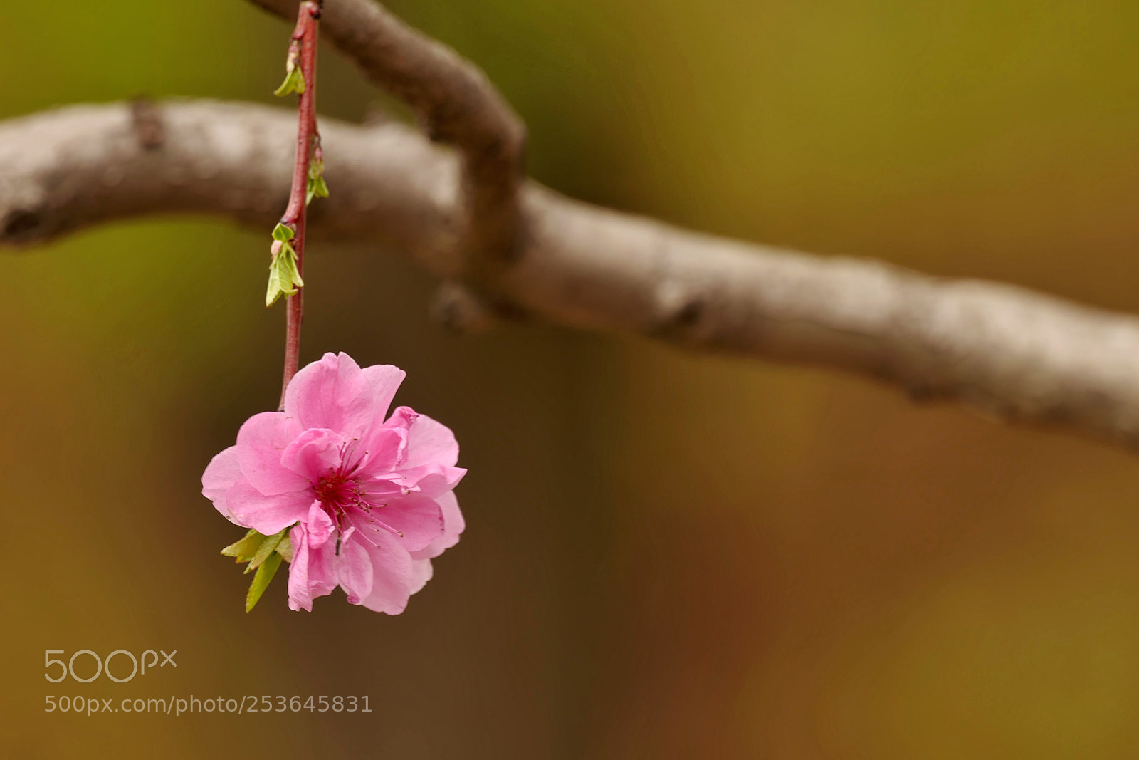 Leica SL (Typ 601) sample photo. Untitled photography