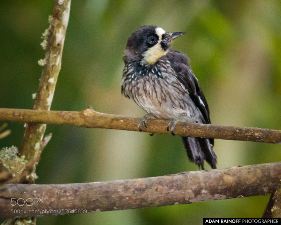 Canon EOS 70D sample photo. Juvenile acorn woodpecker alcazares photography