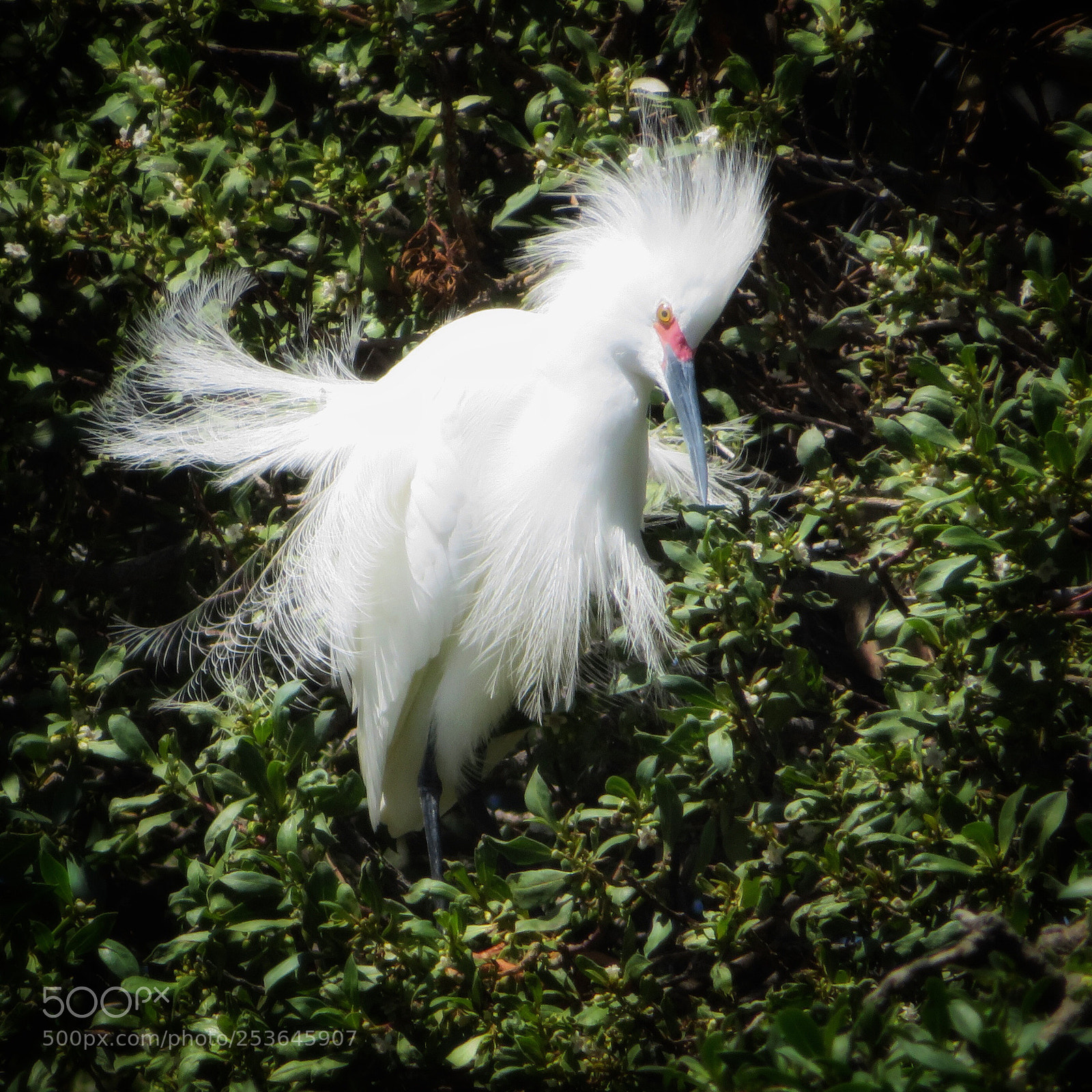 Canon PowerShot SX720 HS sample photo. Seriously? photography