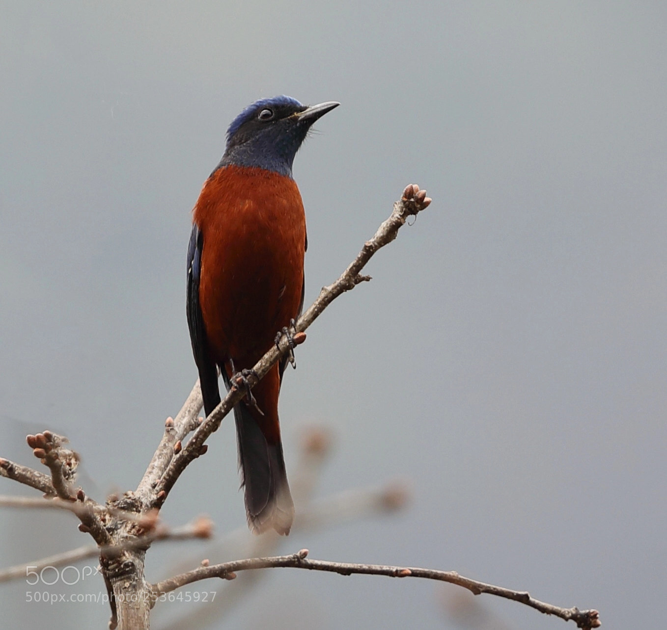 Canon EOS 5D Mark IV sample photo. Maroon oriole photography