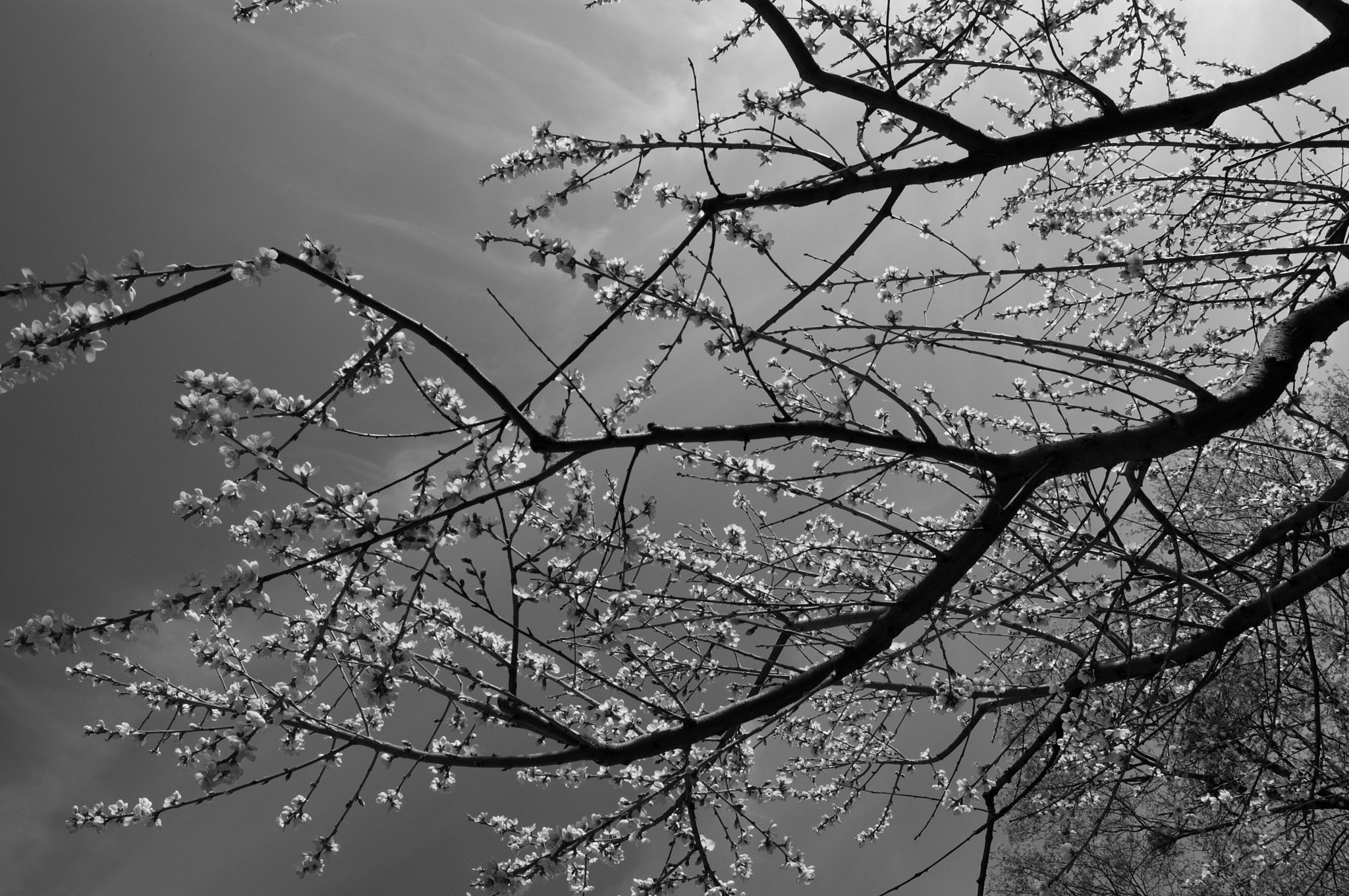 Nikon D50 sample photo. Peach tree photography