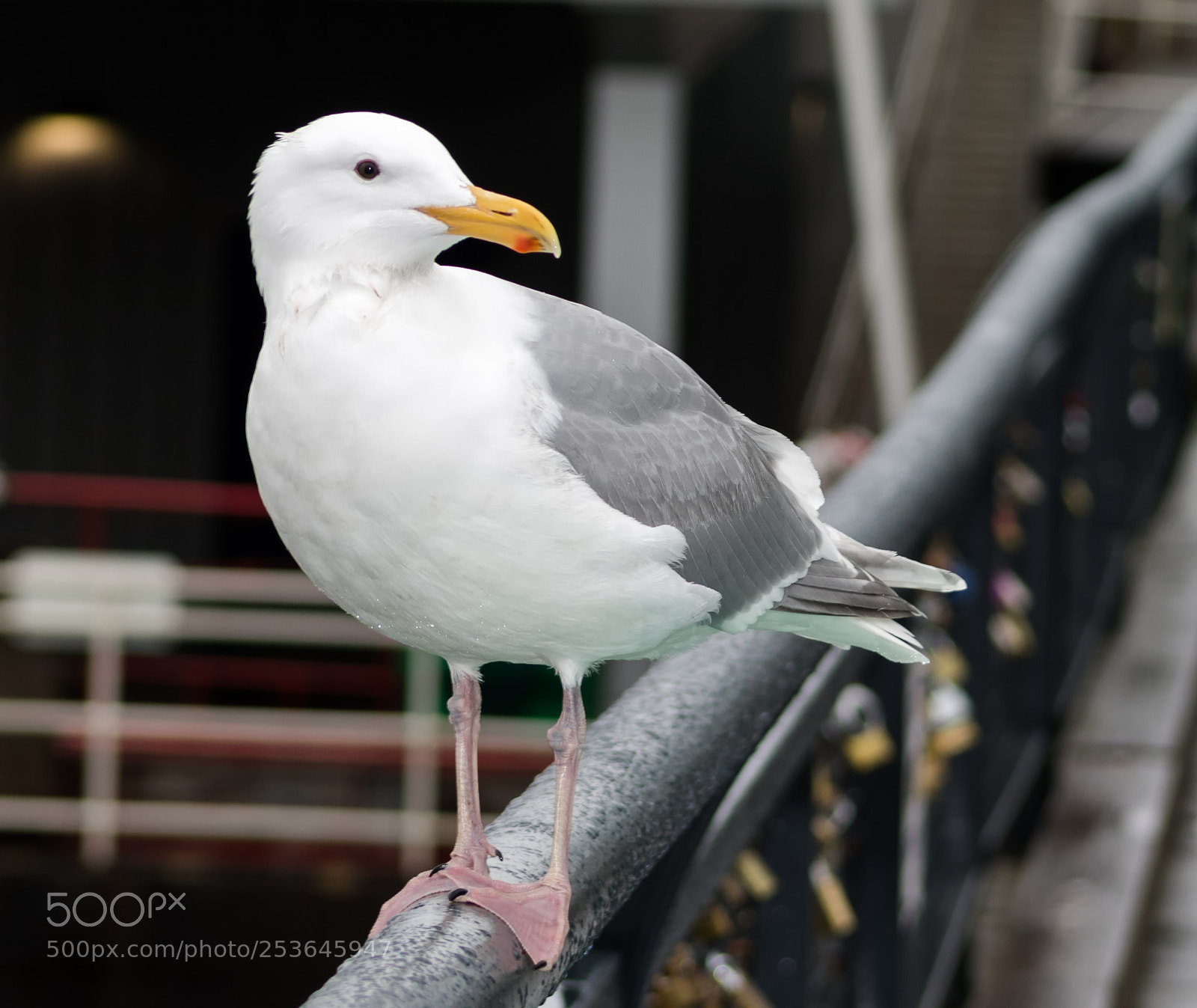 Canon EOS 750D (EOS Rebel T6i / EOS Kiss X8i) sample photo. Gull photography