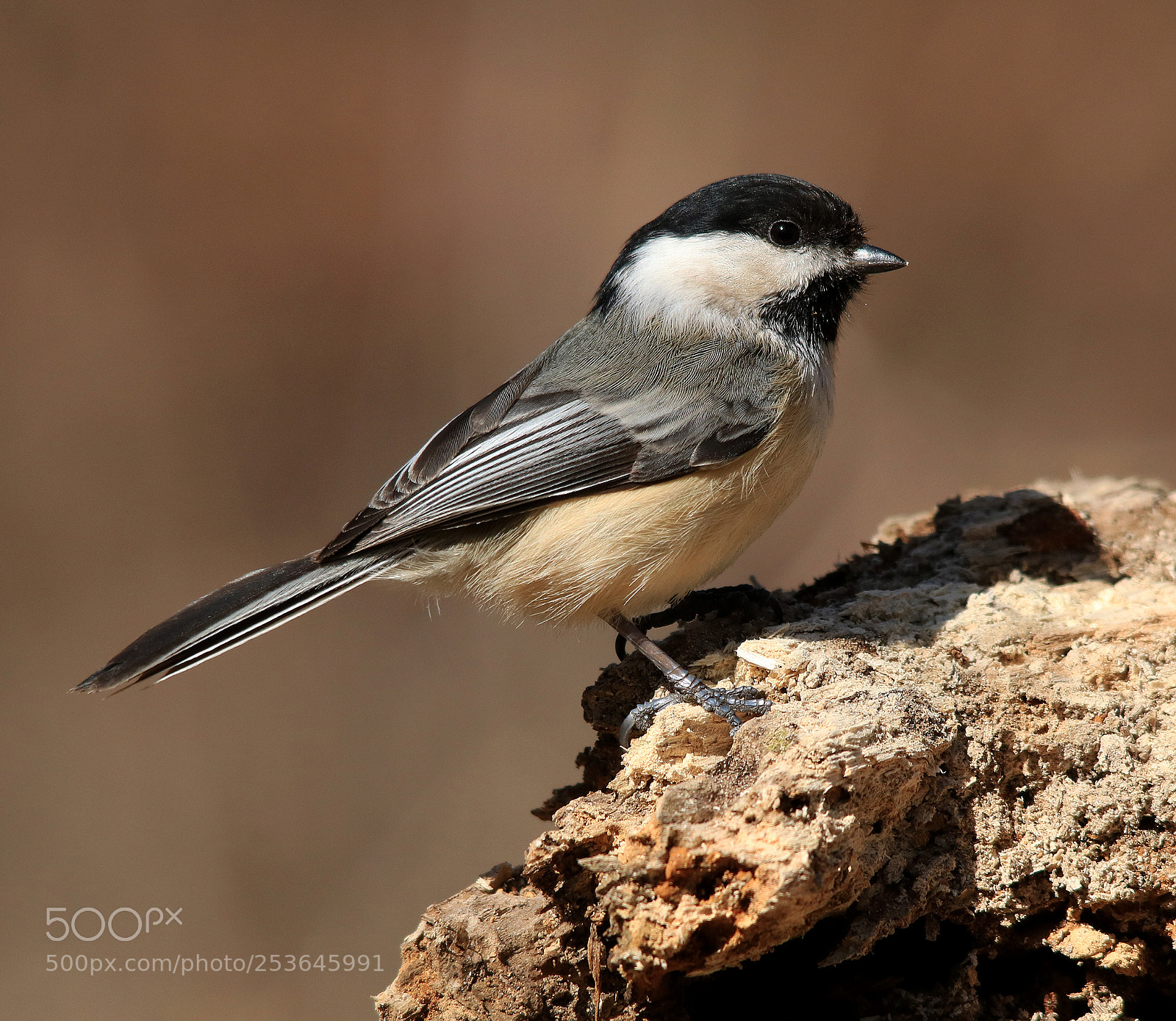 Canon EOS 750D (EOS Rebel T6i / EOS Kiss X8i) sample photo. Black capped chickadee photography