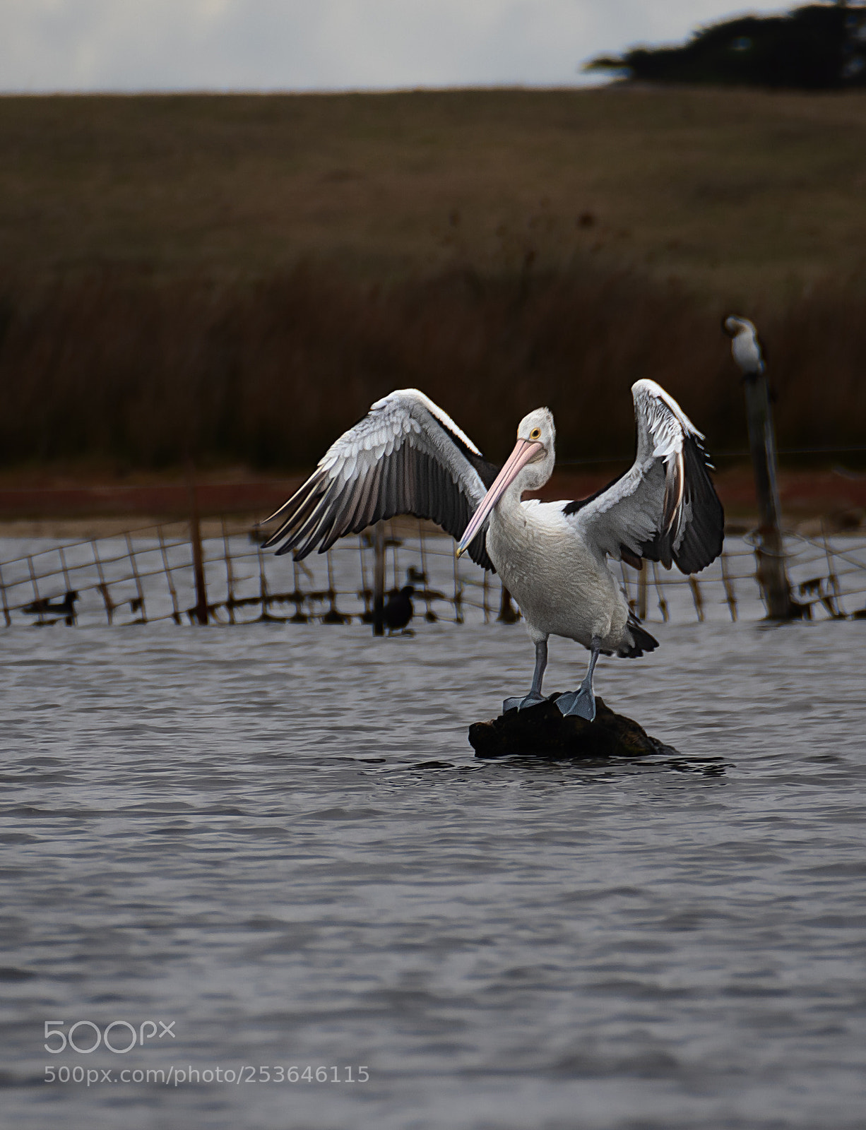 Nikon D500 sample photo. Australian pelican photography