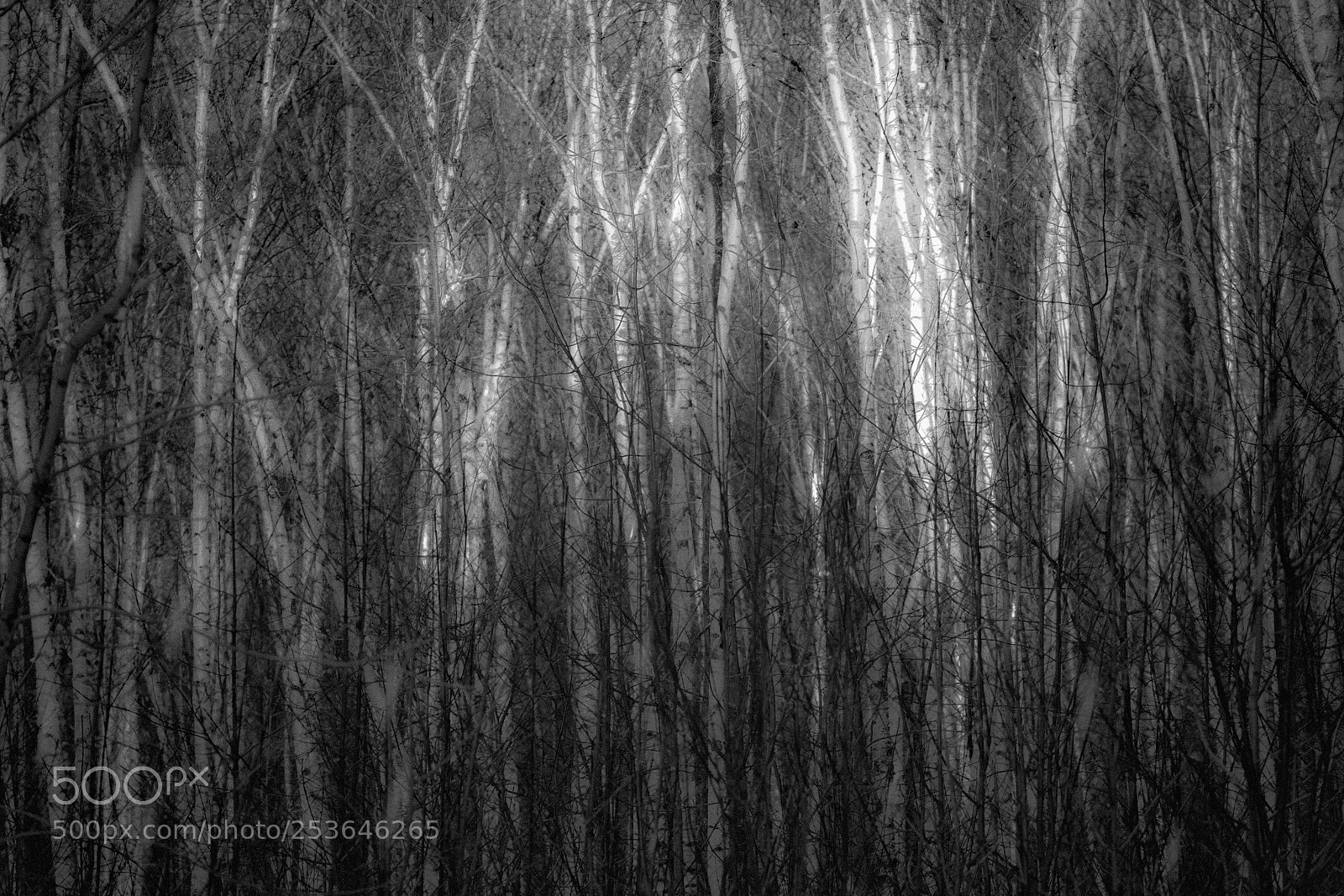 Canon EOS 5D Mark IV sample photo. Nh-carroll-birch trees in winter photography
