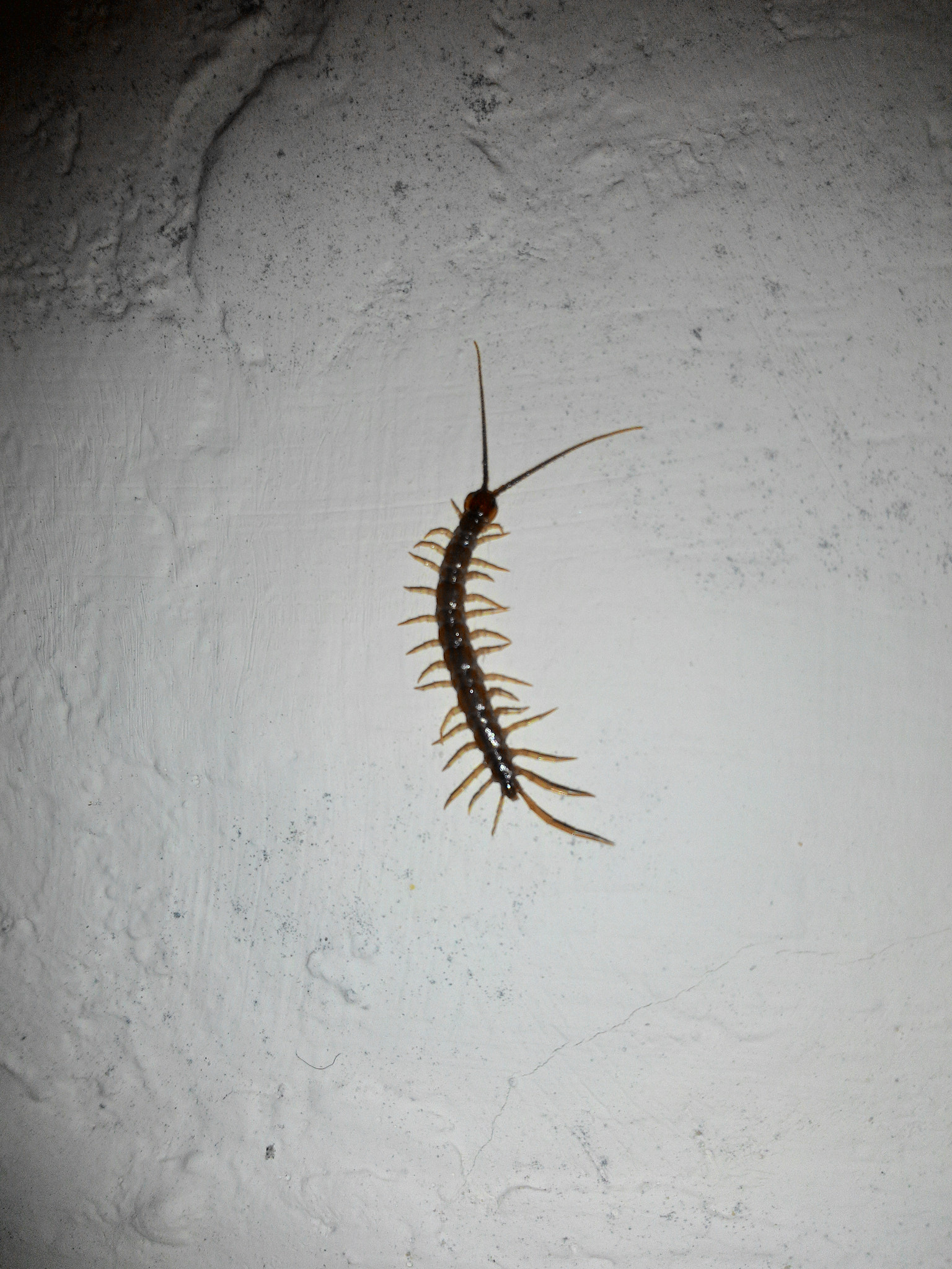 ASUS Z002 sample photo. A house centipede photography