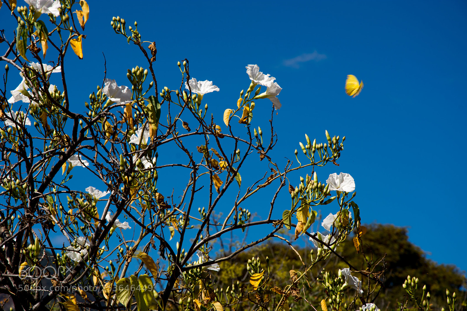 Nikon D7100 sample photo. Wings photography
