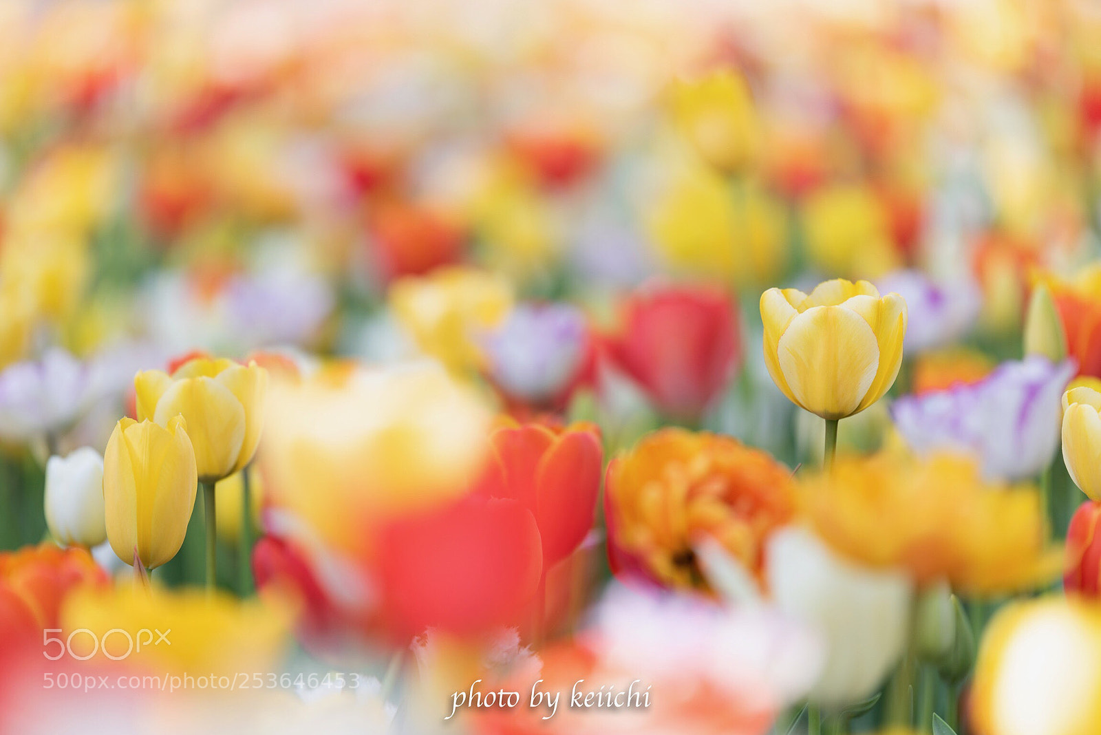 Nikon D810 sample photo. Tulipa photography