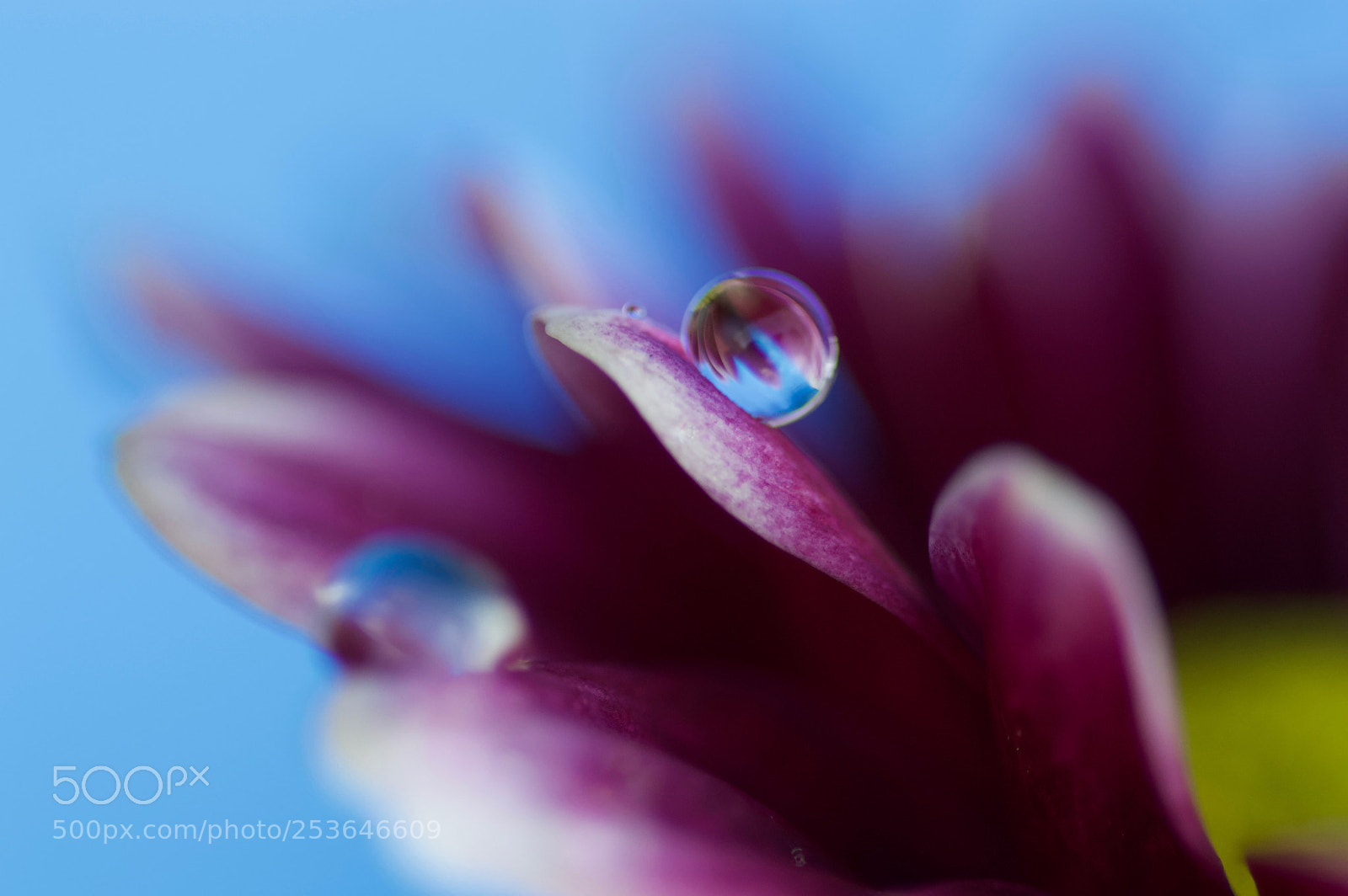 Nikon D3200 sample photo. Drops... photography