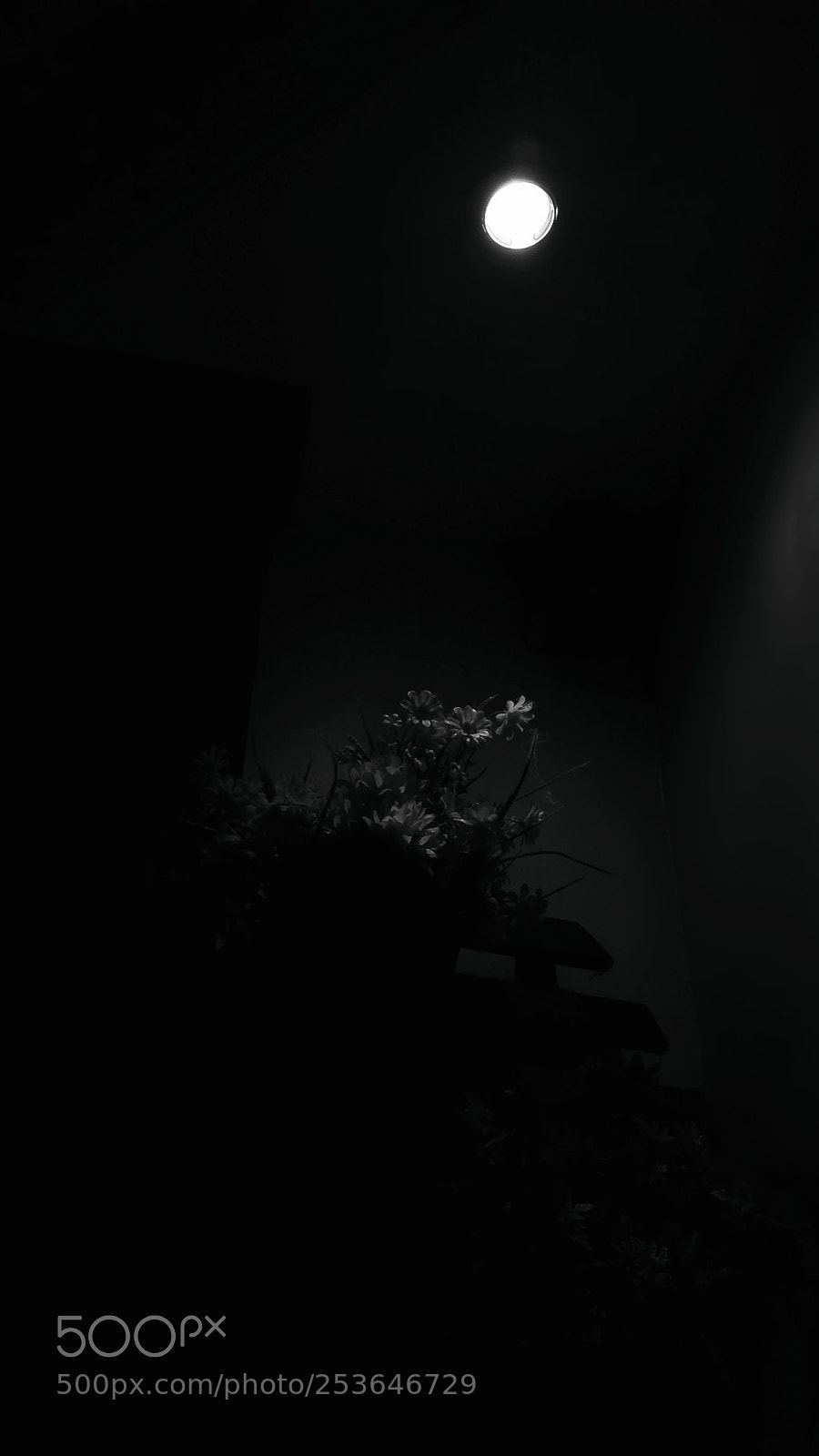 Xiaomi Redmi 4A sample photo. Dark flower photography