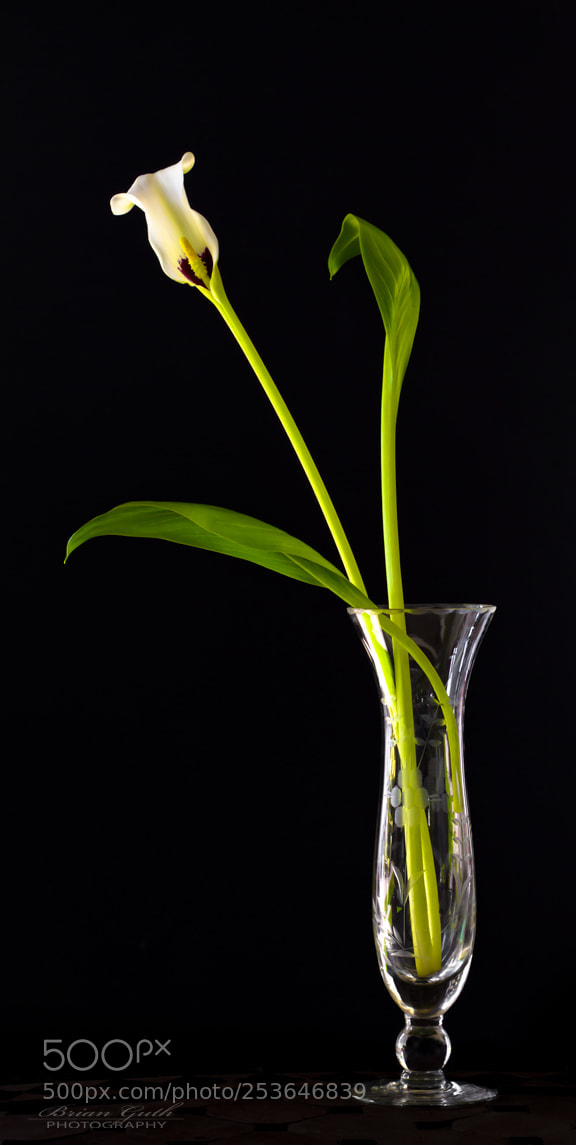 Canon EOS 7D sample photo. Last lily photography