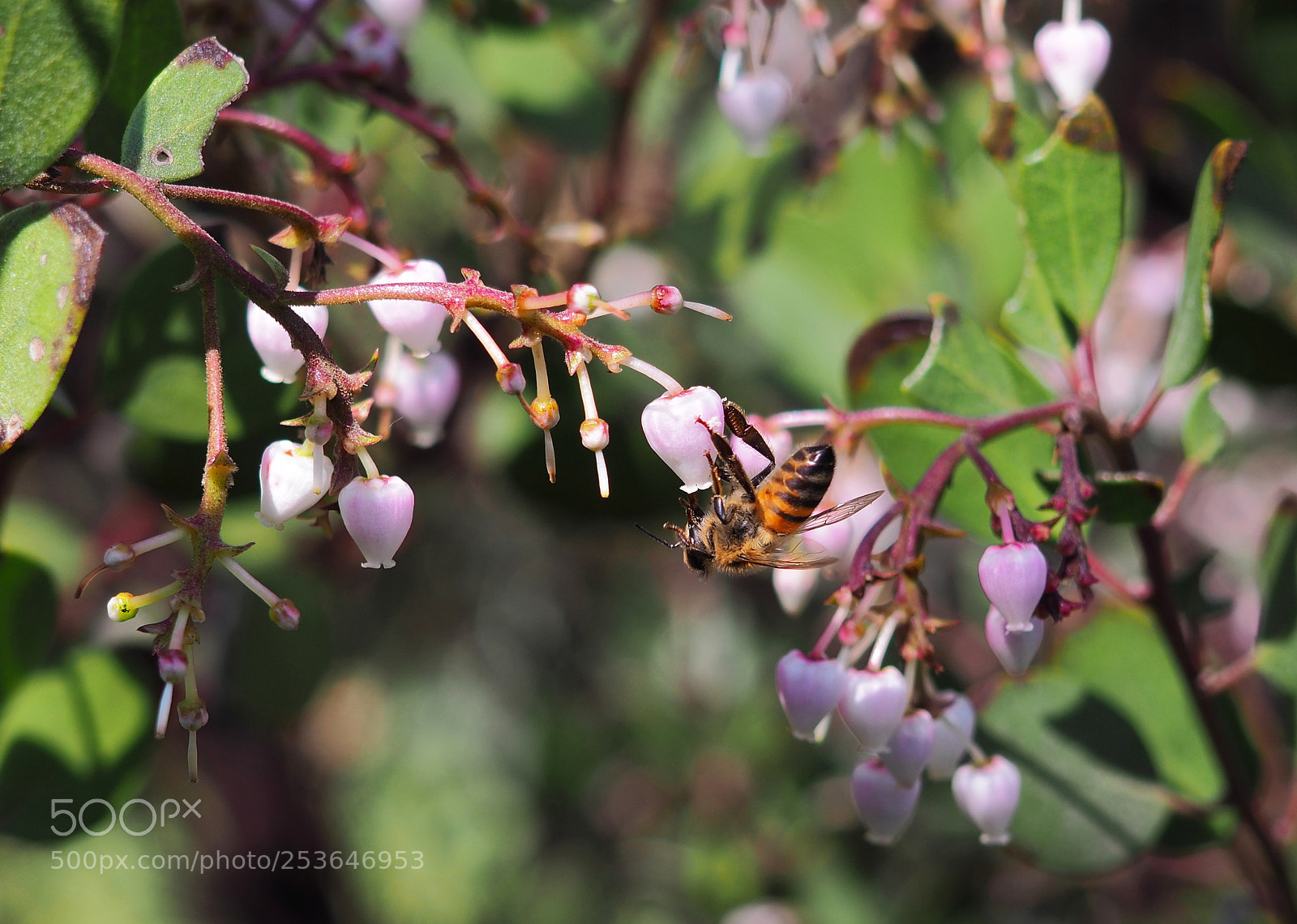 Olympus OM-D E-M10 II sample photo. Bee and manzanita photography