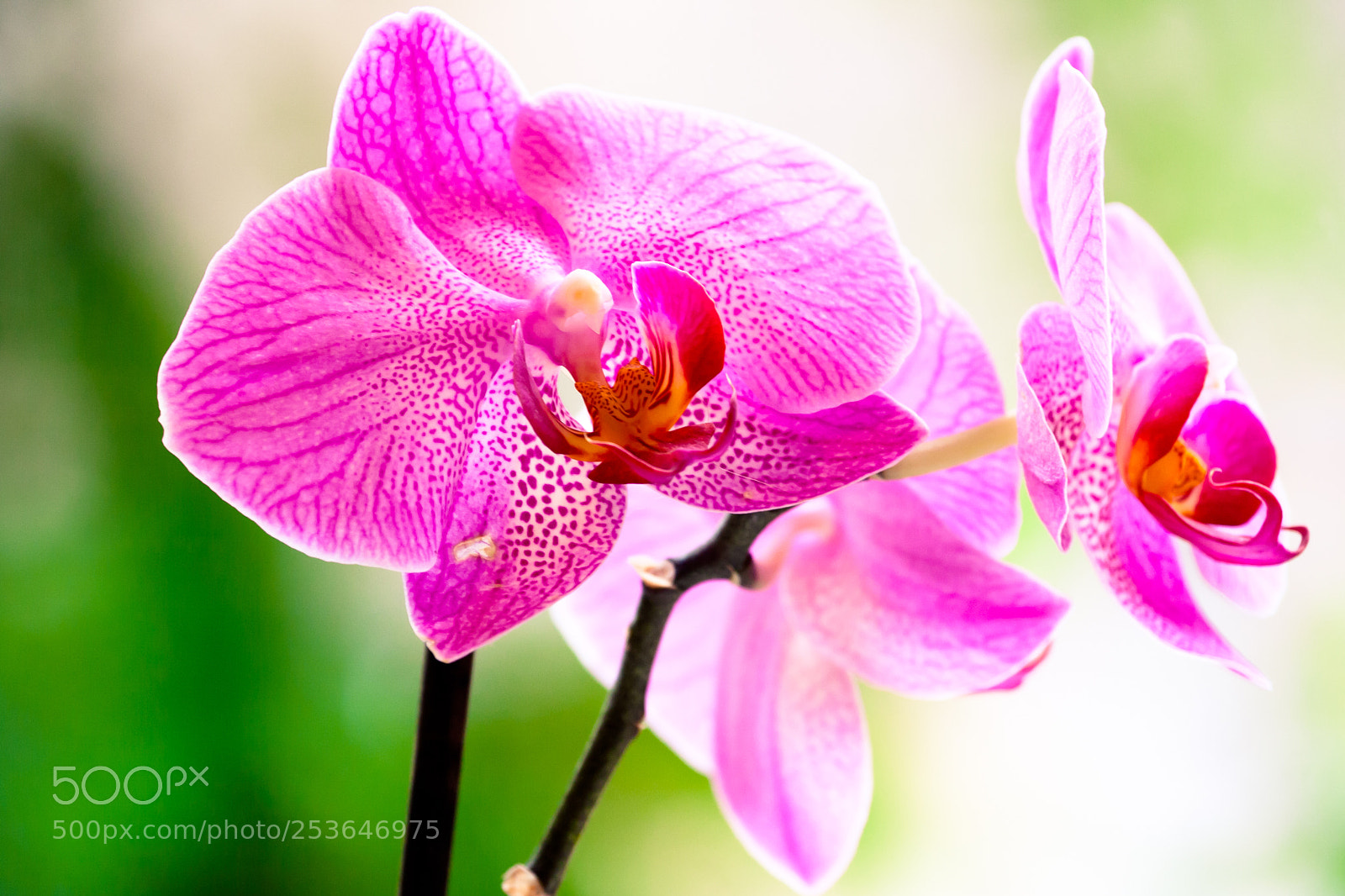 Canon EOS 350D (EOS Digital Rebel XT / EOS Kiss Digital N) sample photo. Orchid photography