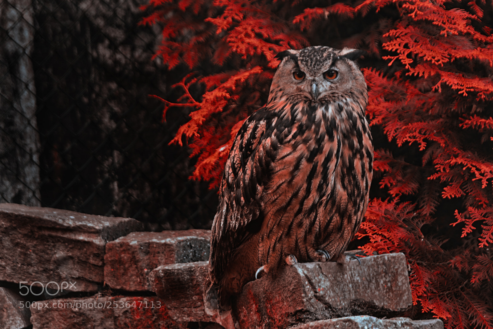 Canon EOS 7D Mark II sample photo. The owl photography