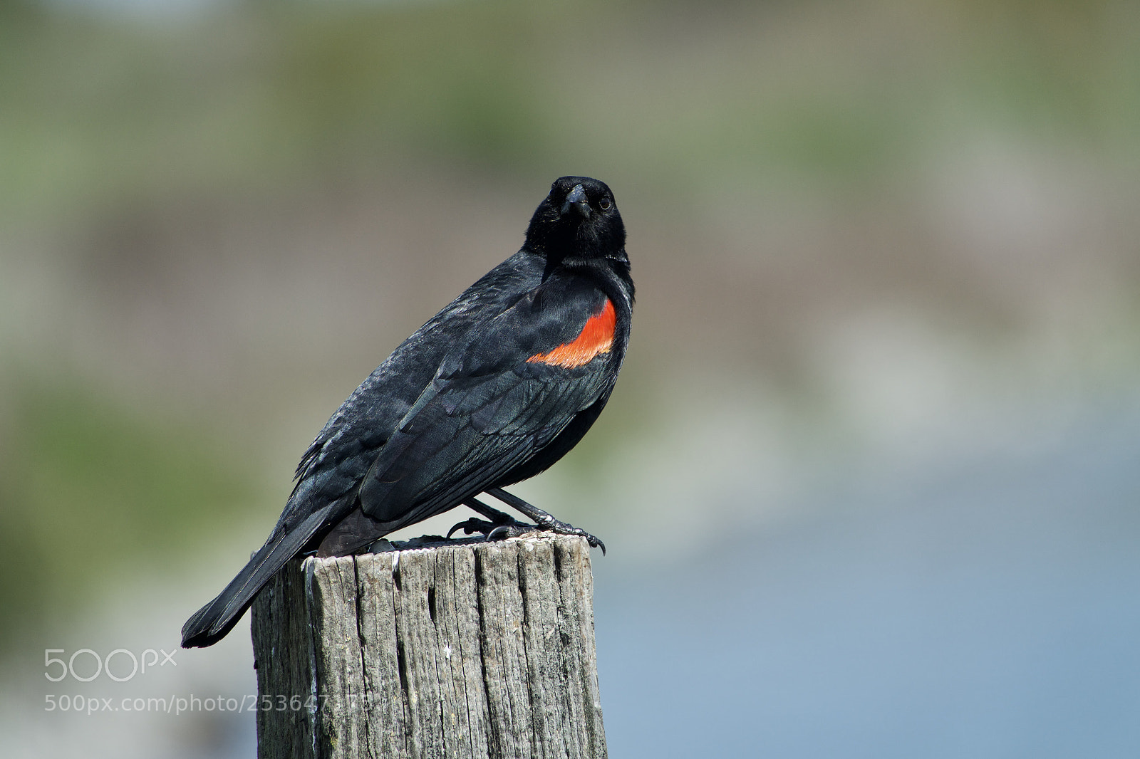 Sony Cyber-shot DSC-RX10 III sample photo. Red-winged blackbird photography